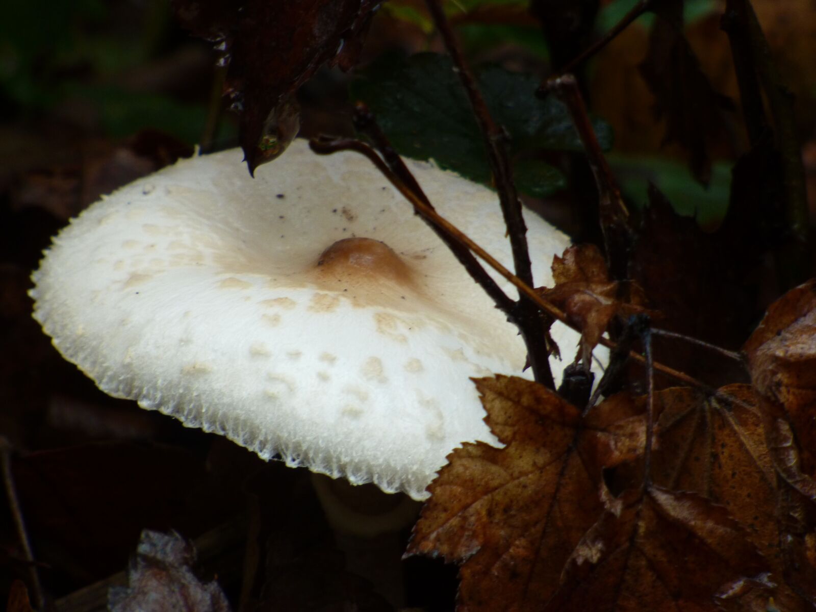 Panasonic DMC-FZ72 sample photo. Fungus, forest, fall photography