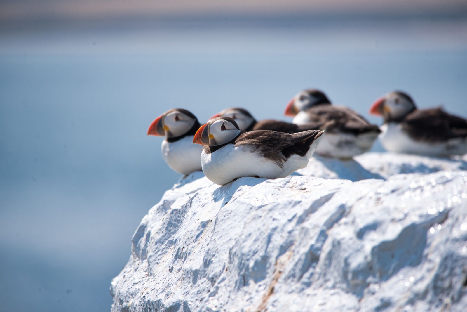 Nikon D750 sample photo. Puffins, wildlife, seabird photography