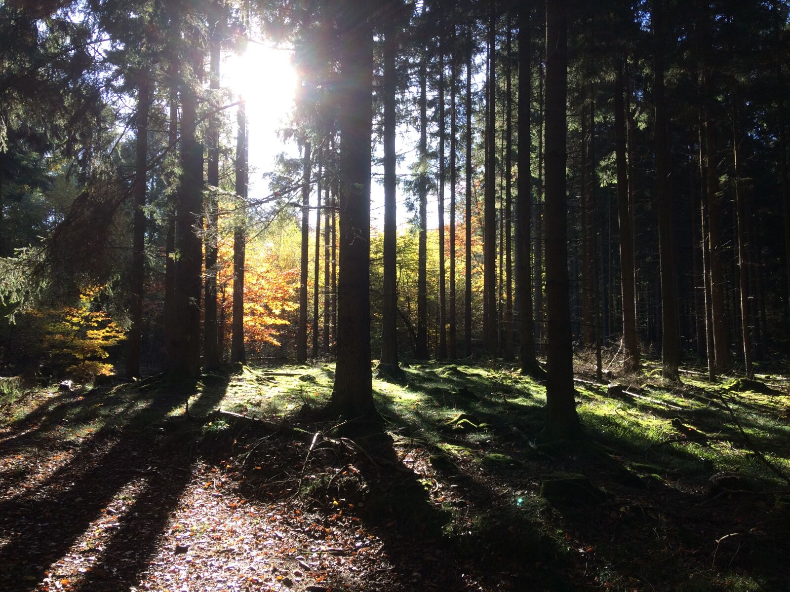 iPhone 5s back camera 4.15mm f/2.2 sample photo. Sun, sunbeam, autumn mood photography