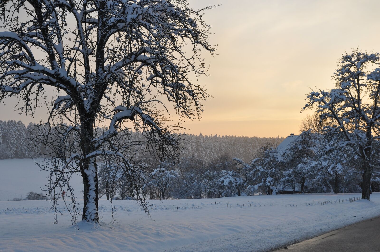 Nikon D90 sample photo. Sunset, tree, wintry photography