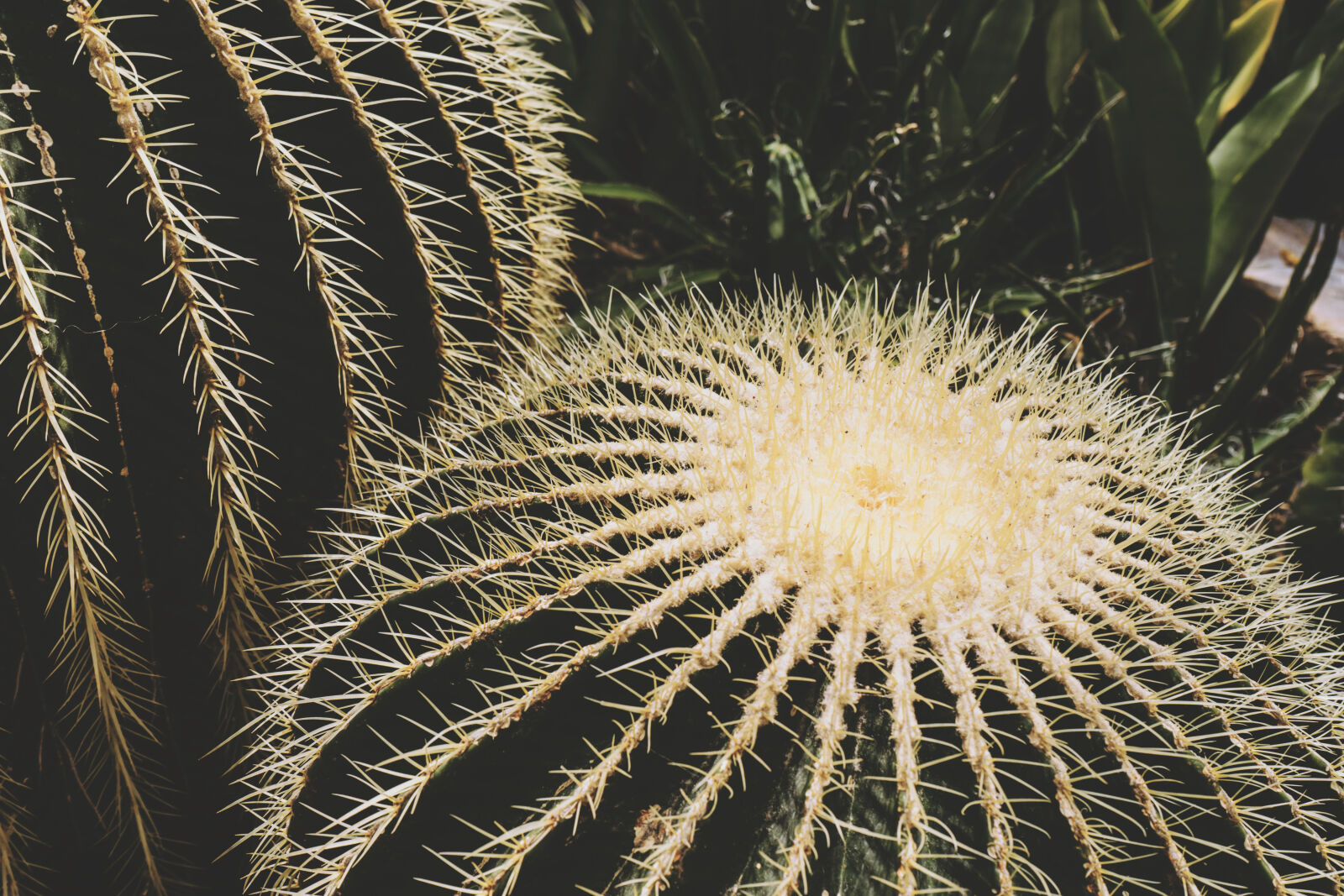 Sony a7 II + Sony FE 28-70mm F3.5-5.6 OSS sample photo. Cactus, close, up, color photography