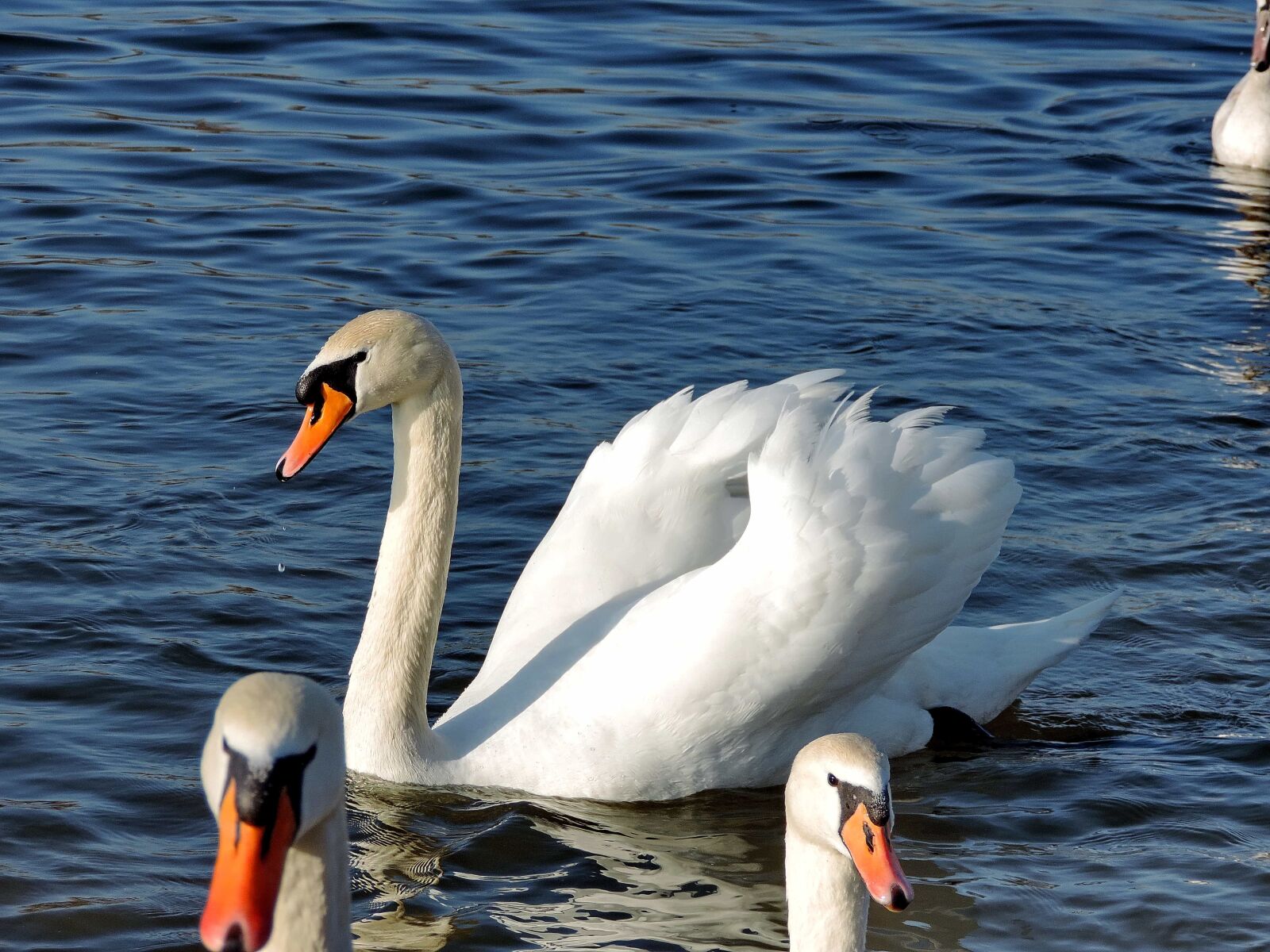 Nikon Coolpix P520 sample photo. Water, swan, waterfowl, bird photography