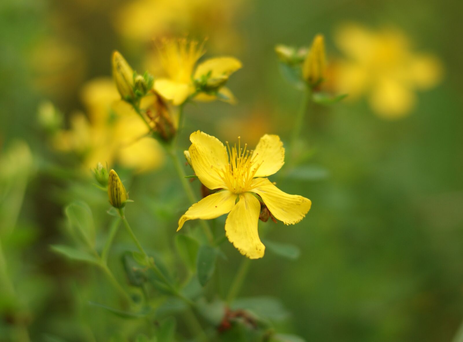 Sony Alpha DSLR-A290 sample photo. St john's wort, meadow photography