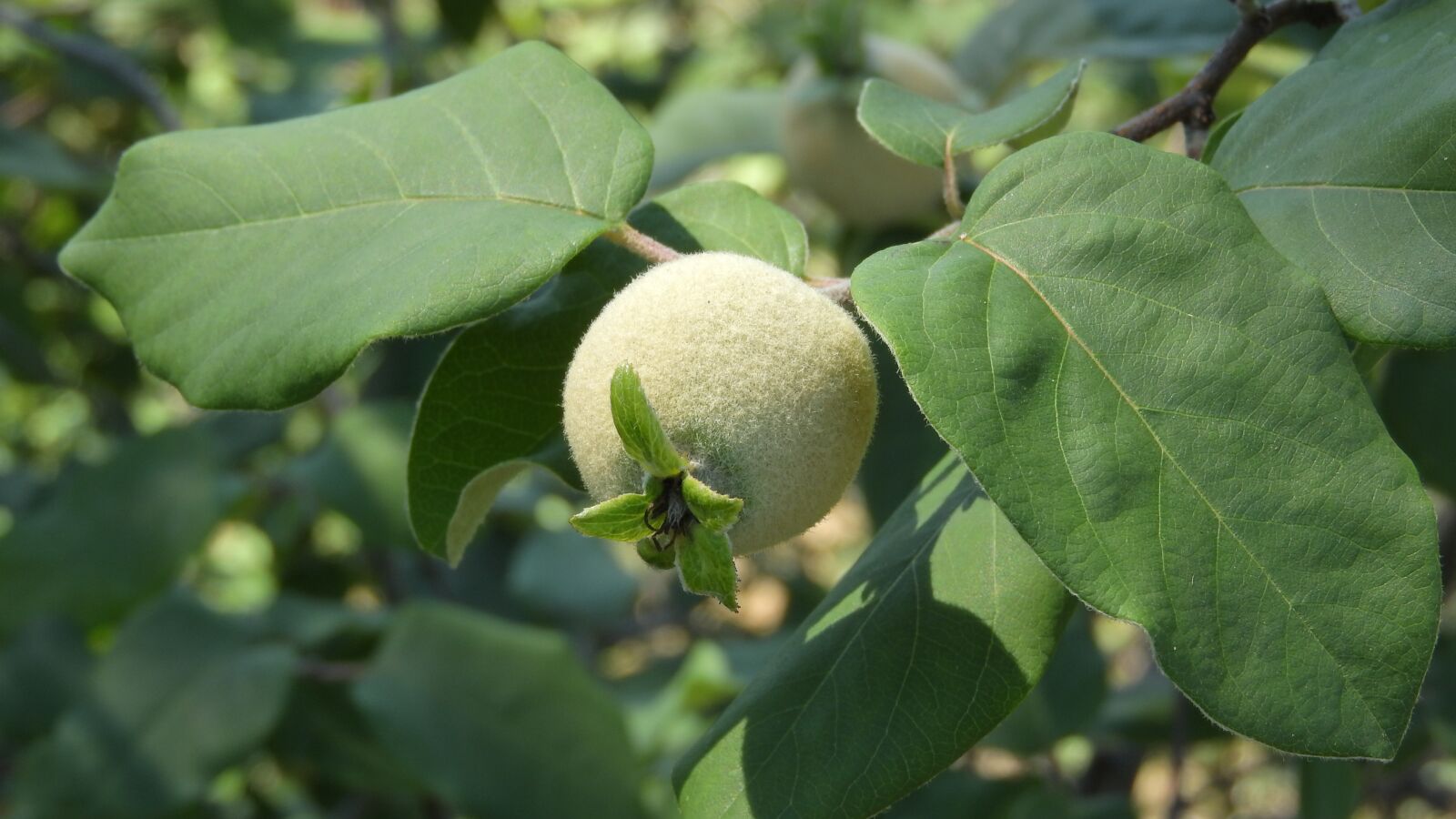 Nikon Coolpix P610 sample photo. Quince, cydonia, traditional fruit photography