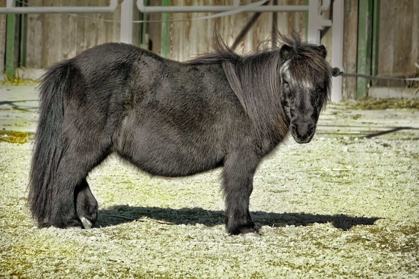 Sony Cyber-shot DSC-RX10 III sample photo. Mammal, horse, pony photography