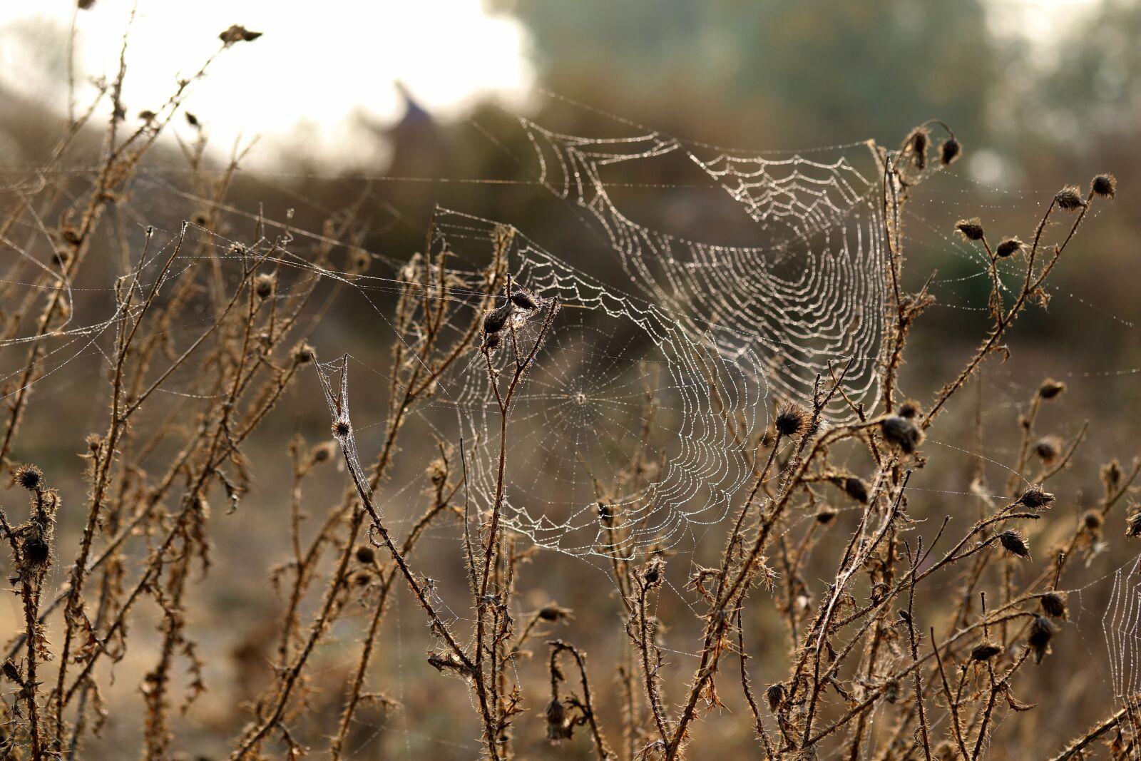 Canon EF-S 60mm F2.8 Macro USM sample photo. Spider web, brambles, thorns photography