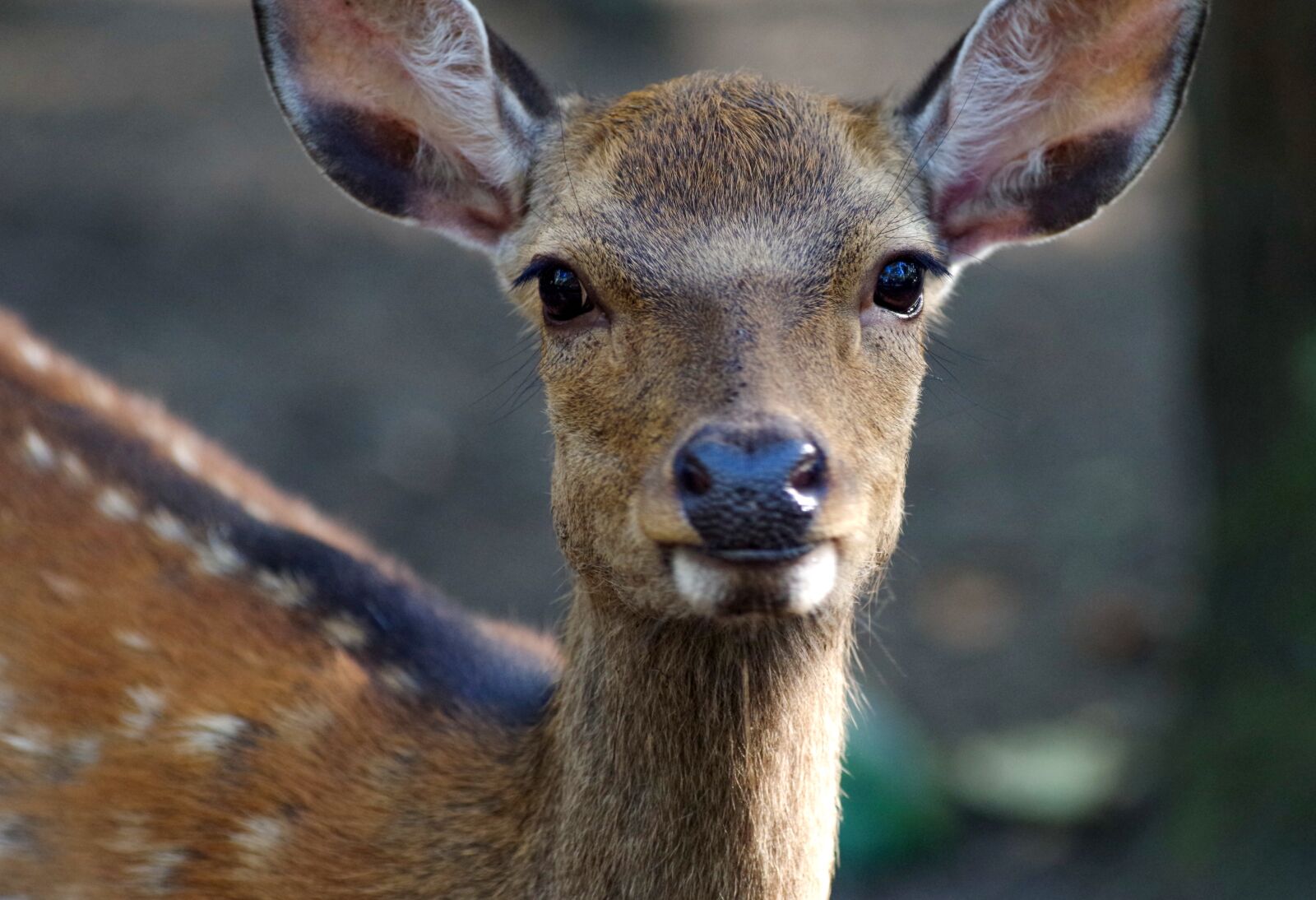 Pentax K-30 sample photo. Roe deer, fallow deer photography