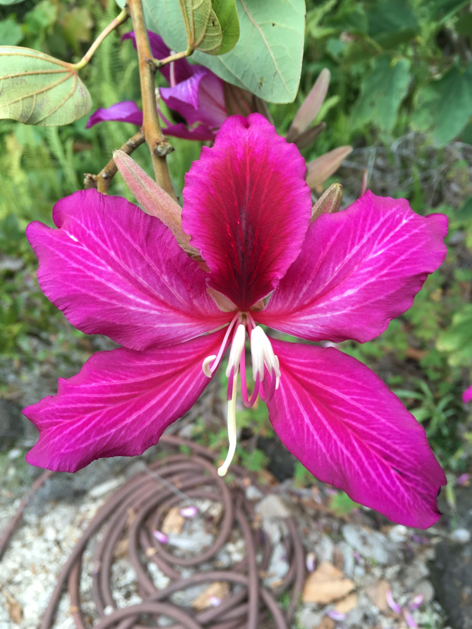 iPhone SE back camera 4.15mm f/2.2 sample photo. Flower, pink, flower, purple photography