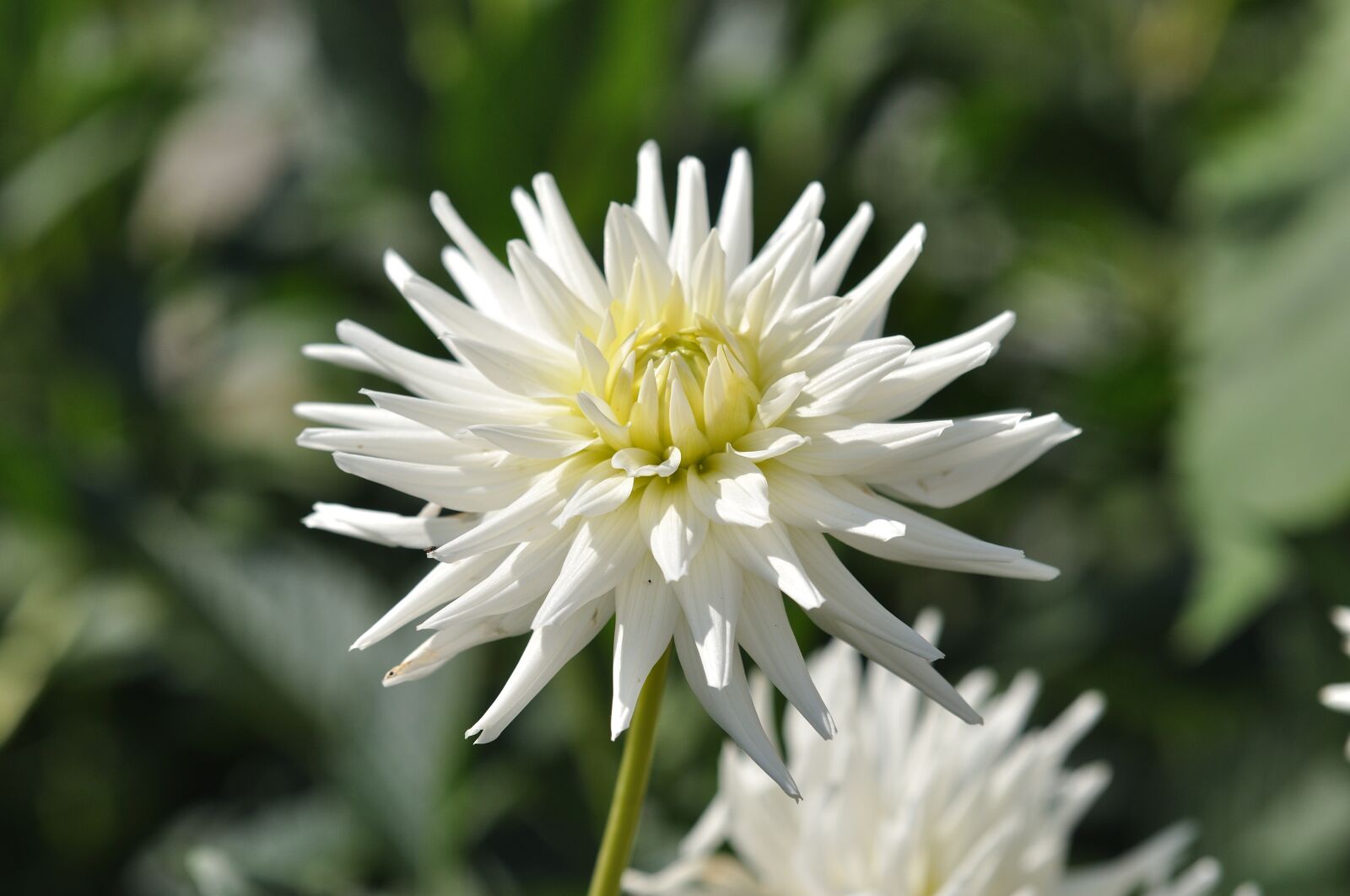 Nikon D90 sample photo. Flower, beauty, plant photography