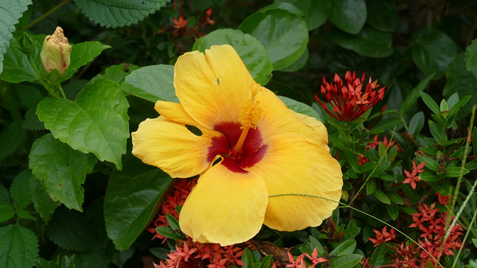 Panasonic Lumix DMC-FZ1000 sample photo. Hibiscus, flower, vi t photography