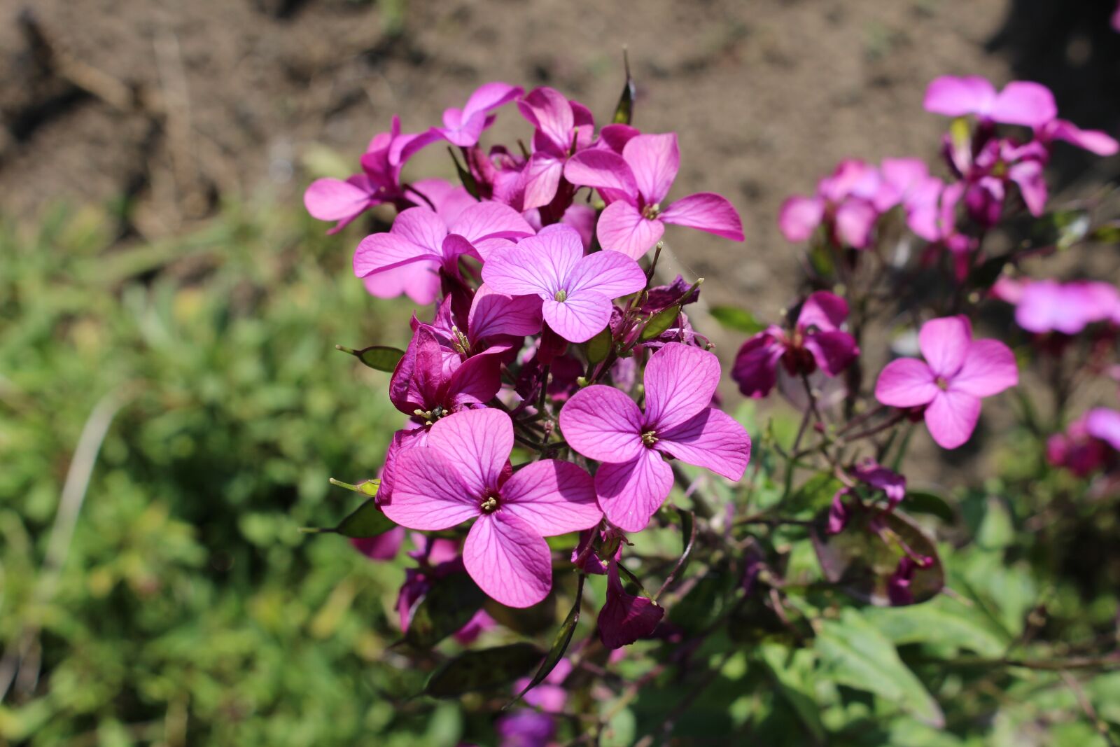 Canon EOS 100D (EOS Rebel SL1 / EOS Kiss X7) sample photo. Purple petals, blooming, summer photography