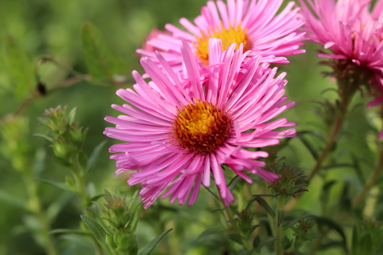 Canon EOS 800D (EOS Rebel T7i / EOS Kiss X9i) sample photo. Asters, aster flowers, pink photography