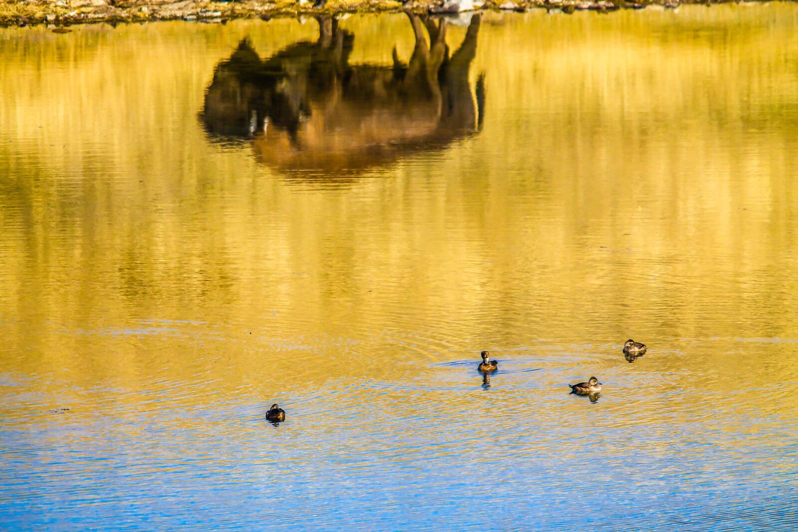 Canon EOS 1100D (EOS Rebel T3 / EOS Kiss X50) sample photo. Bison, wild, buffalo photography