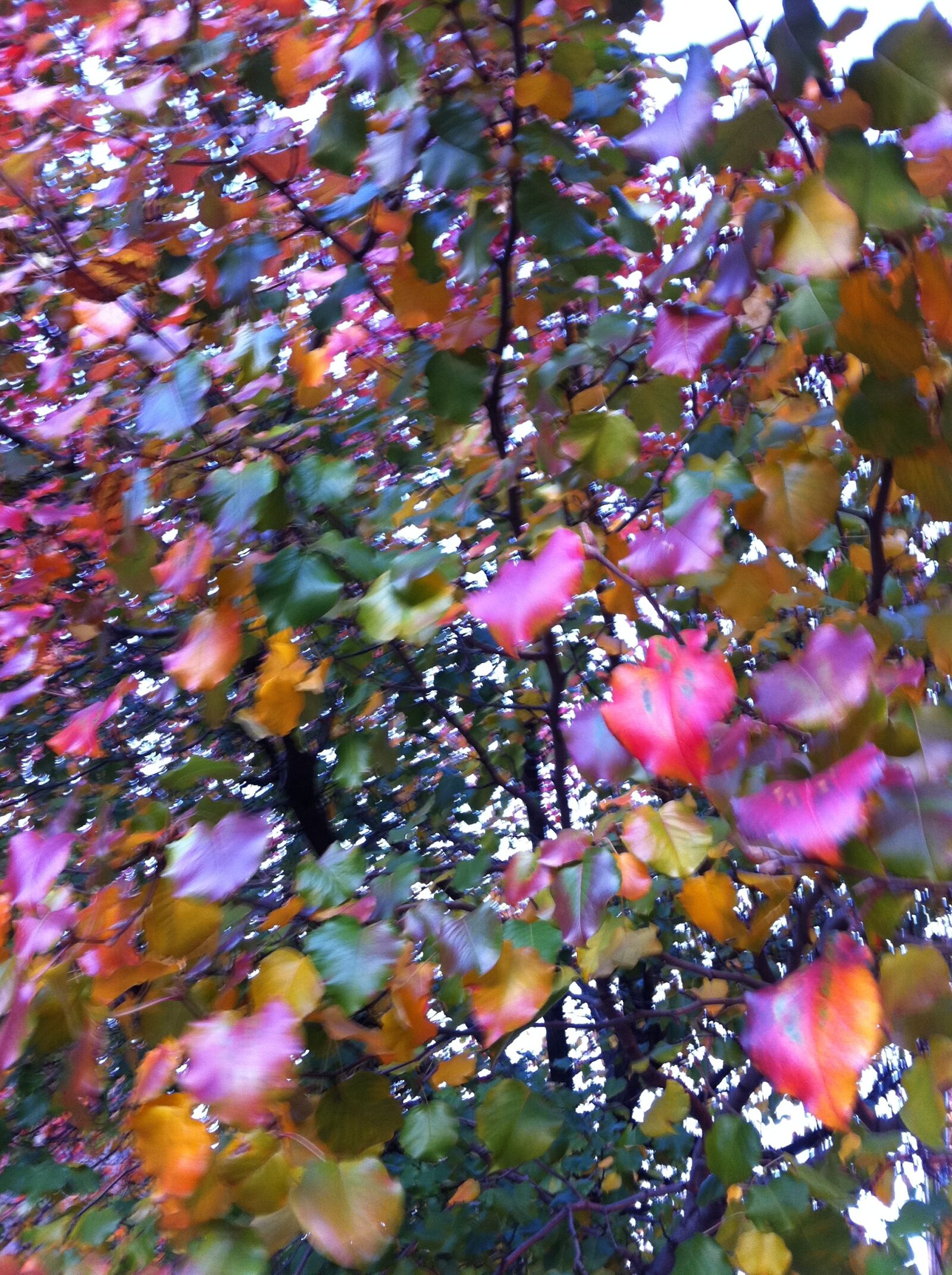 Apple iPhone 4 sample photo