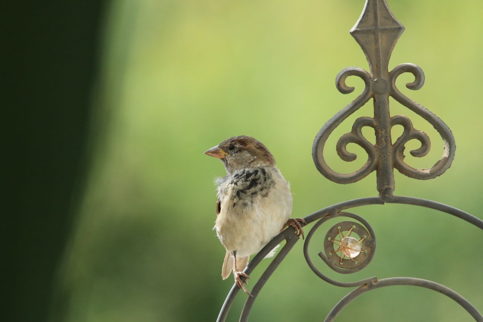 Canon EOS 70D sample photo. Sparrow, sperling, bird photography