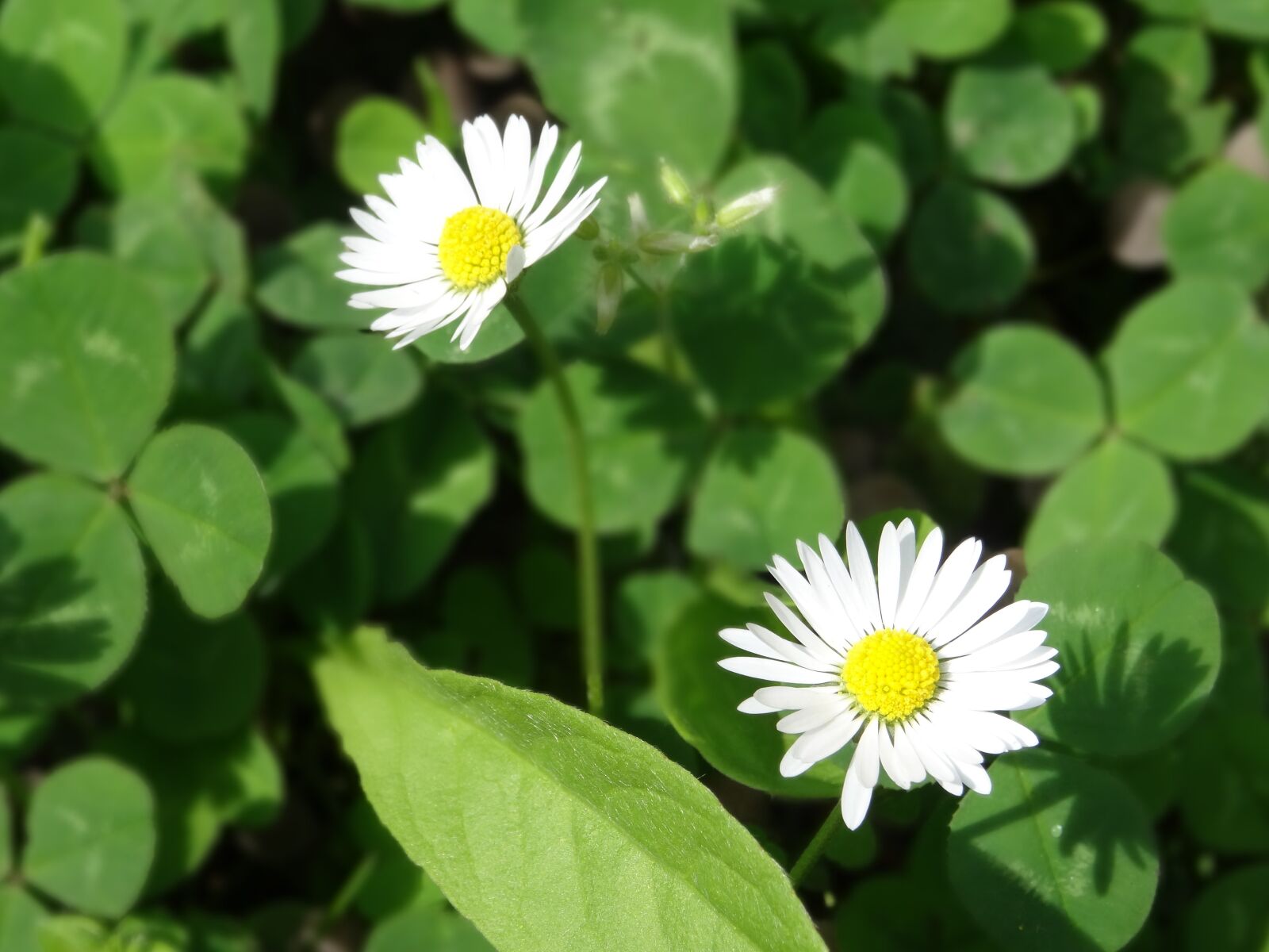 Sony DSC-HX50 sample photo. Flowers, daisies, green photography