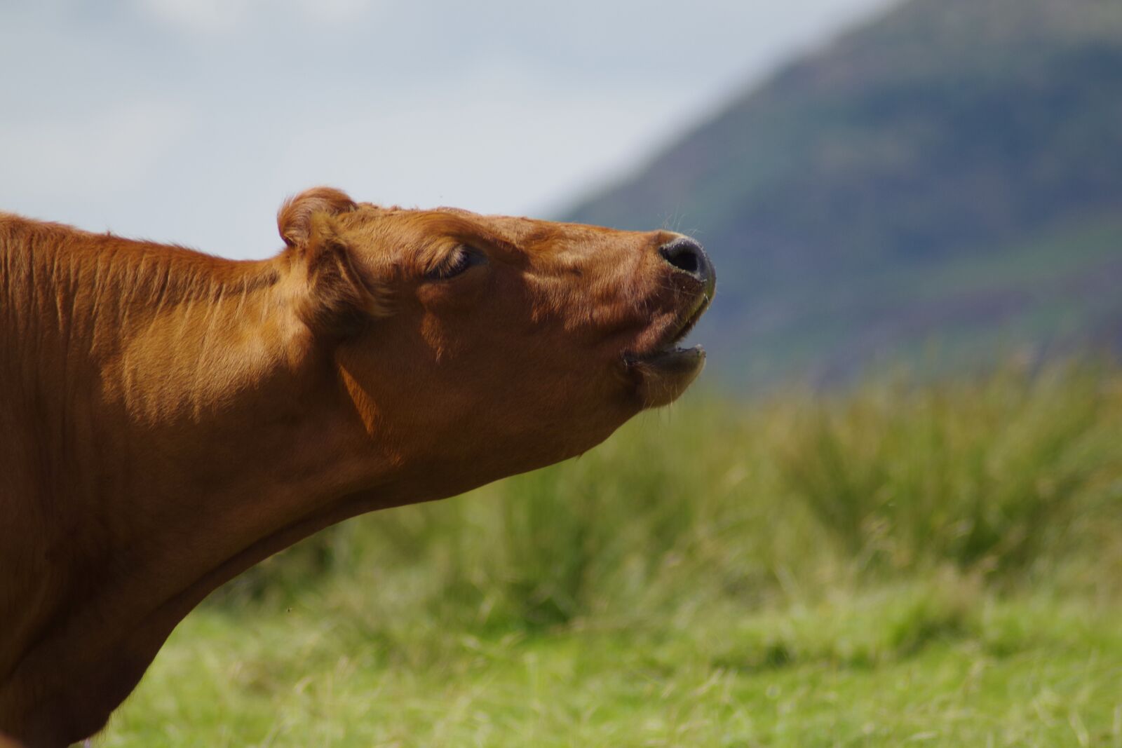 Pentax K-S1 sample photo. Cow, noise, farming photography