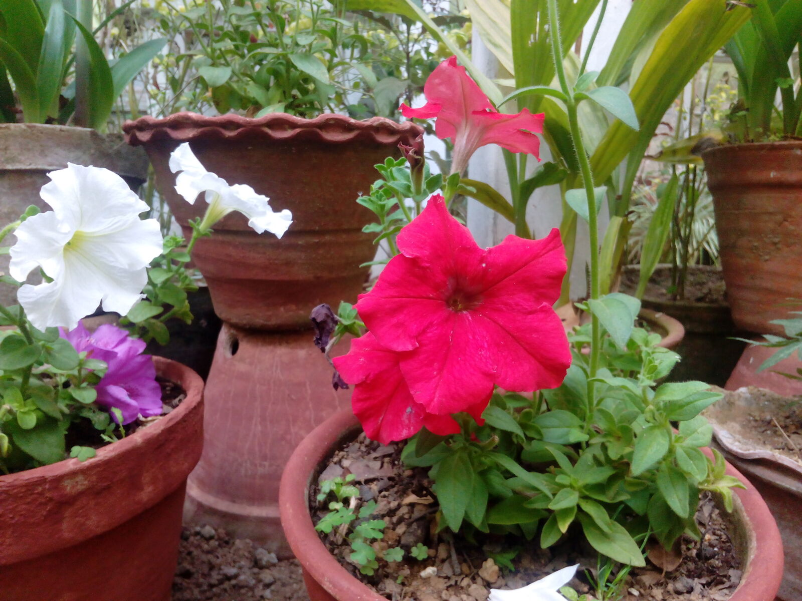 HUAWEI Hol-U19 sample photo