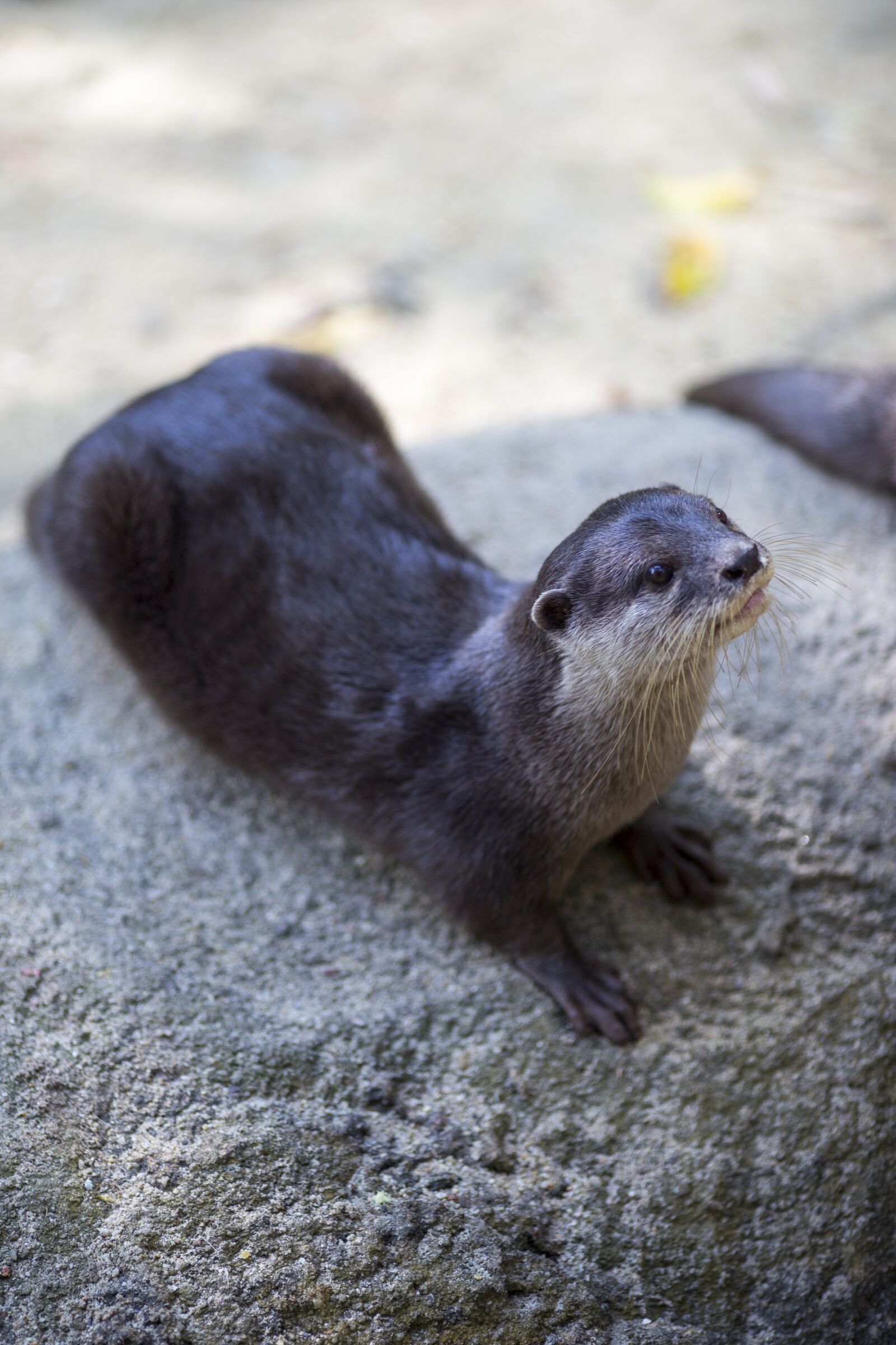 Canon EOS 6D + Canon EF 135mm F2L USM sample photo. Otter, wildlife, mammal photography