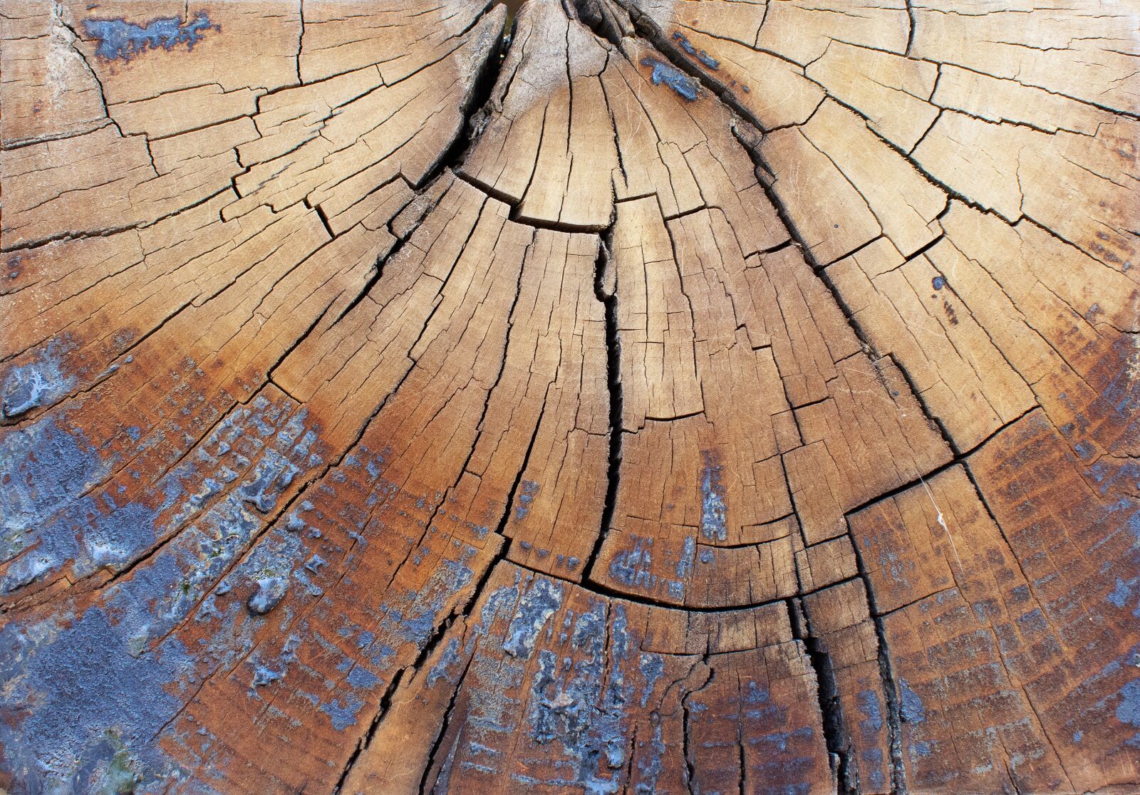 Nikon D7200 sample photo. Slice of wood, tree photography