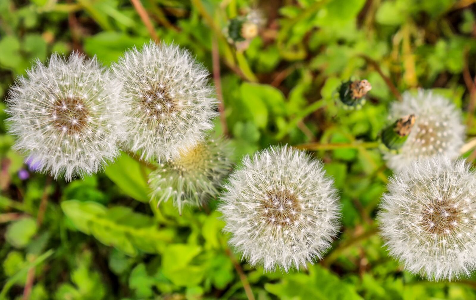 Canon EOS 650D (EOS Rebel T4i / EOS Kiss X6i) sample photo. Dandelion, plant, nature photography