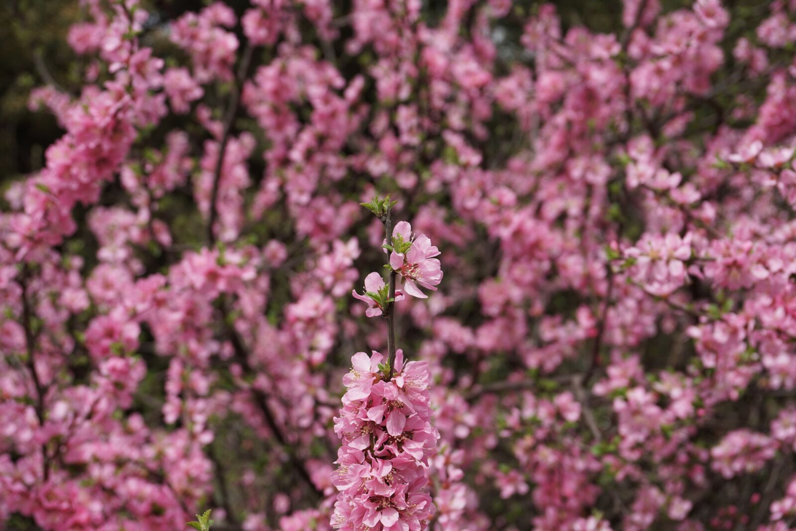 Sony a6300 sample photo. Flower, flowers, pink photography
