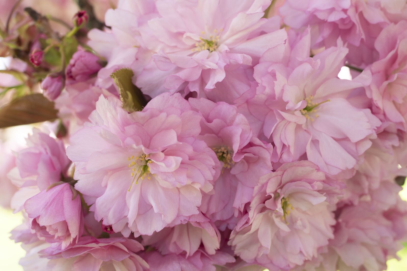 Olympus OM-D E-M5 II sample photo. Cherry, blossom, spring photography