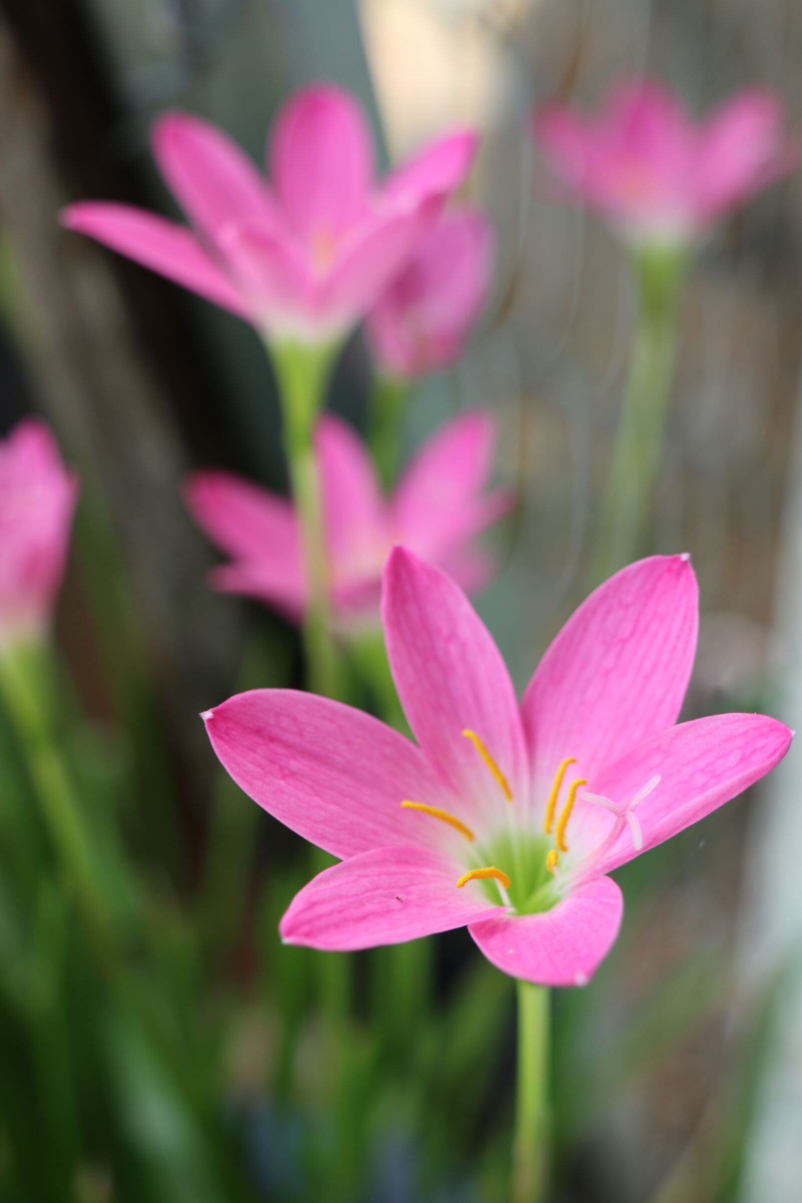 Canon EOS M6 sample photo. Pink flower, nice, garden photography