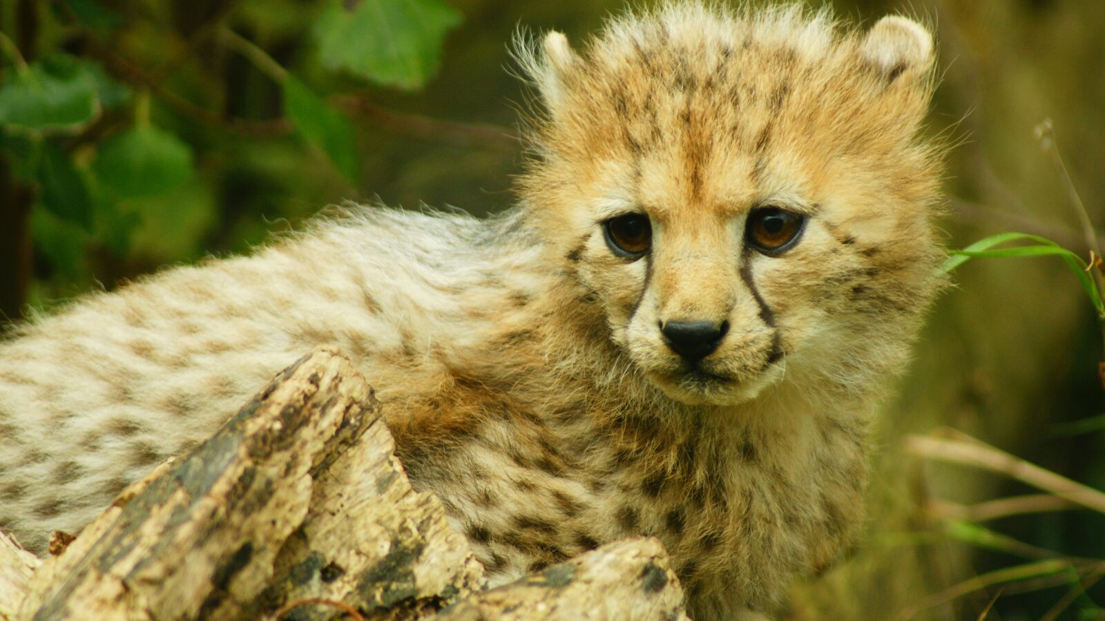 Sony Alpha DSLR-A700 sample photo. Cub, cheetah, bigcat photography