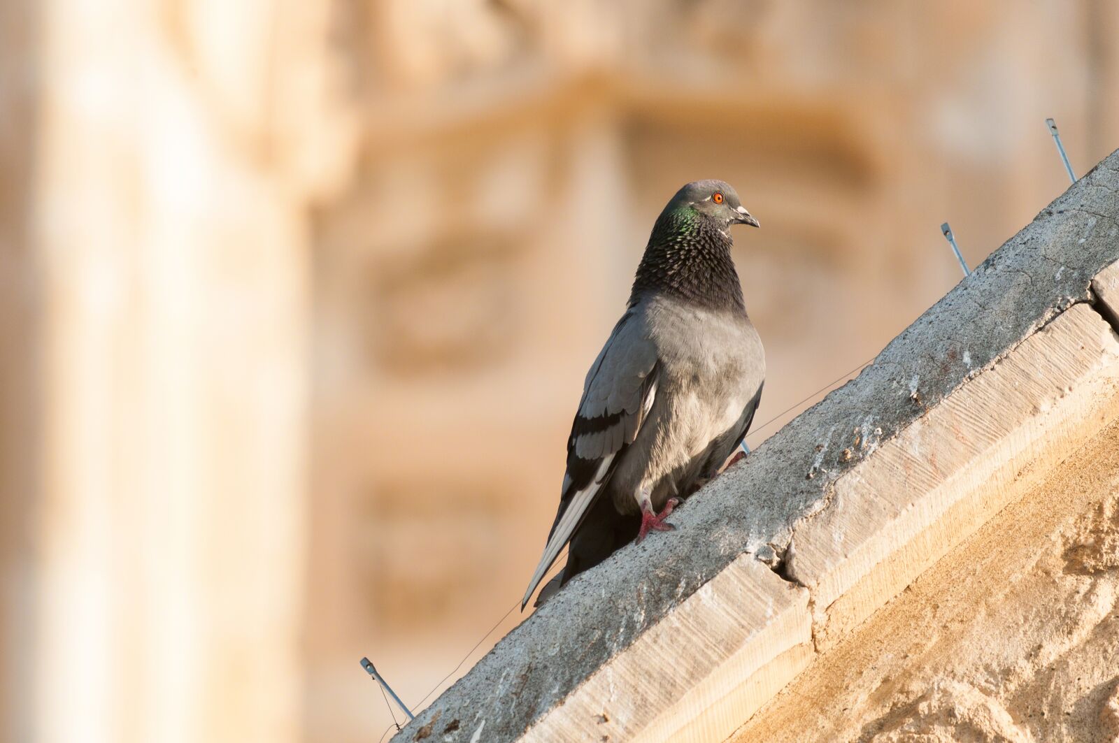 Nikon D300S sample photo. Pigeon, dove, bird photography