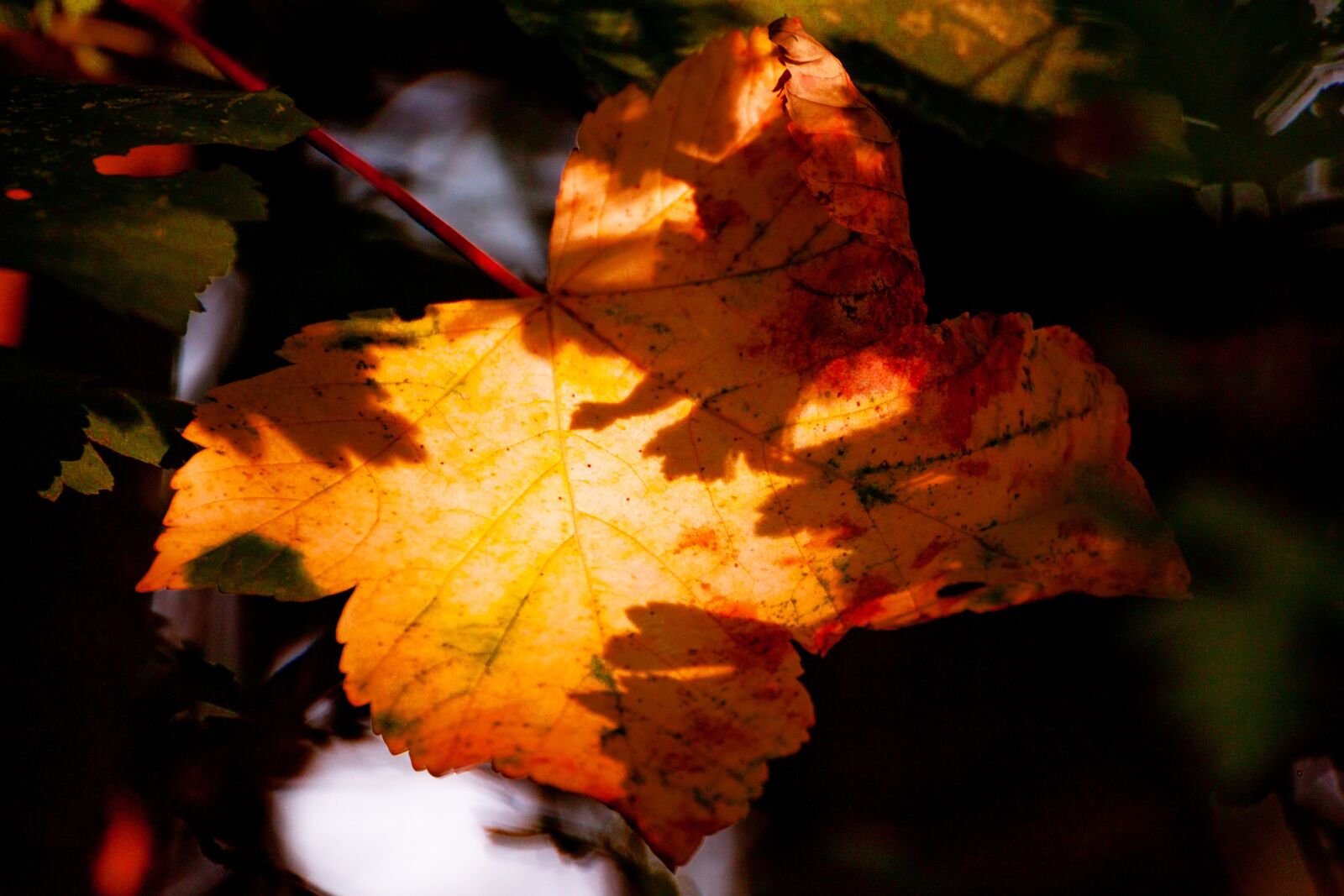 Canon EOS 500D (EOS Rebel T1i / EOS Kiss X3) sample photo. Orange, fall, leaves photography