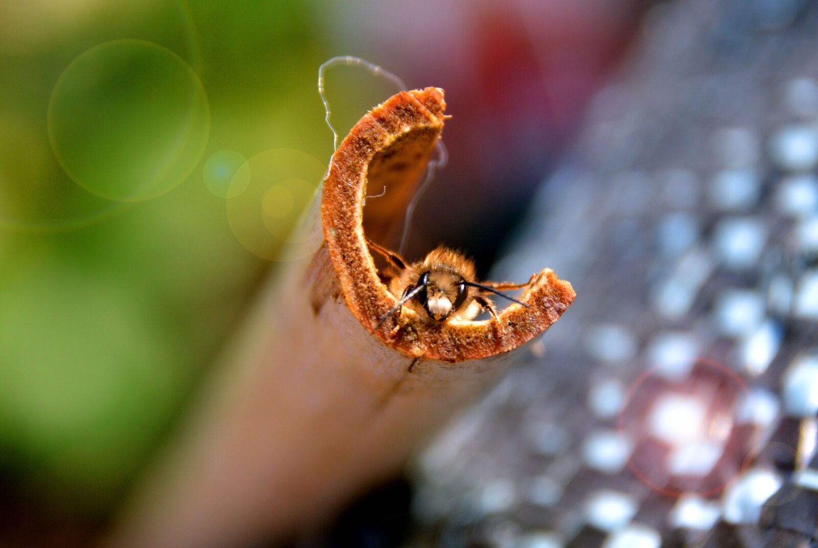 Nikon D3200 sample photo. Biene, wildbiene, insekt photography