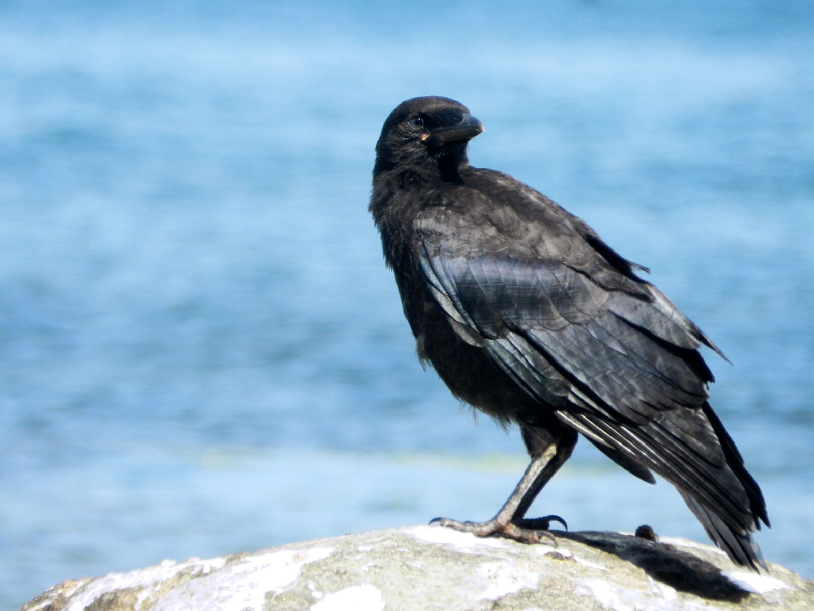 Nikon Coolpix P500 sample photo. Crow, bird, raven bird photography