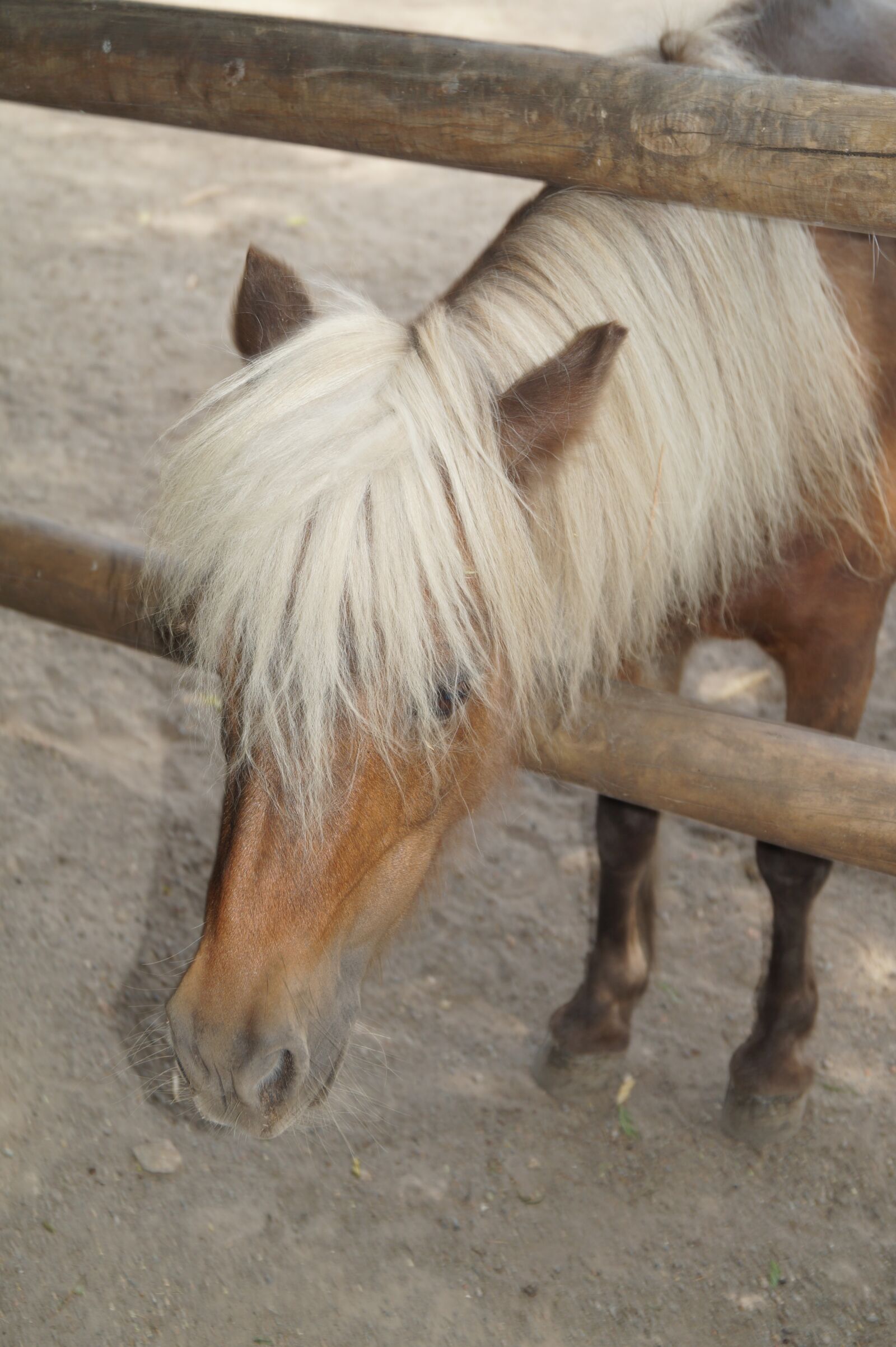 Sony DT 18-55mm F3.5-5.6 SAM II sample photo. Zoo, horse, pony photography