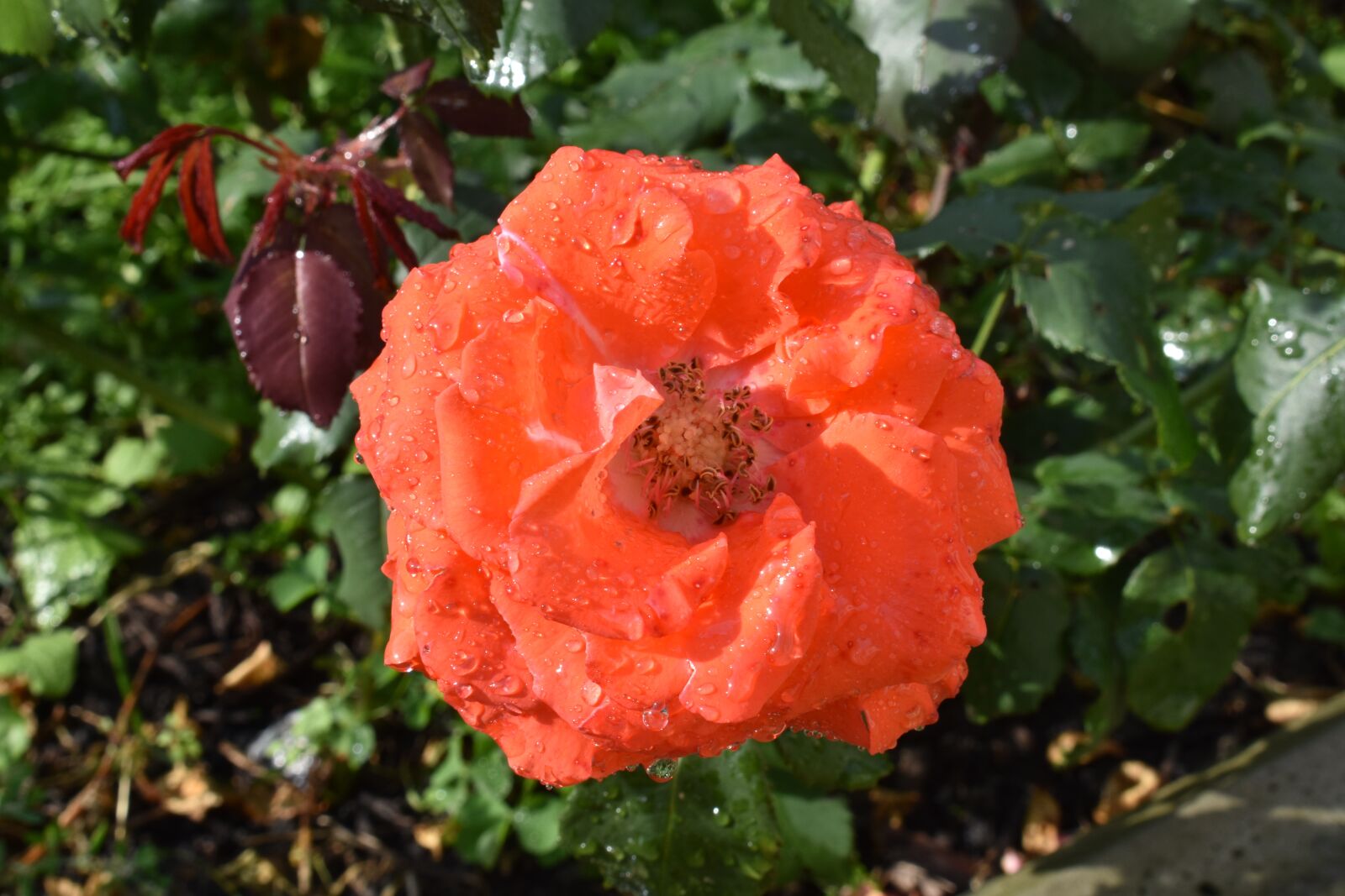 Nikon D3400 sample photo. Rose, scarlet, drops photography