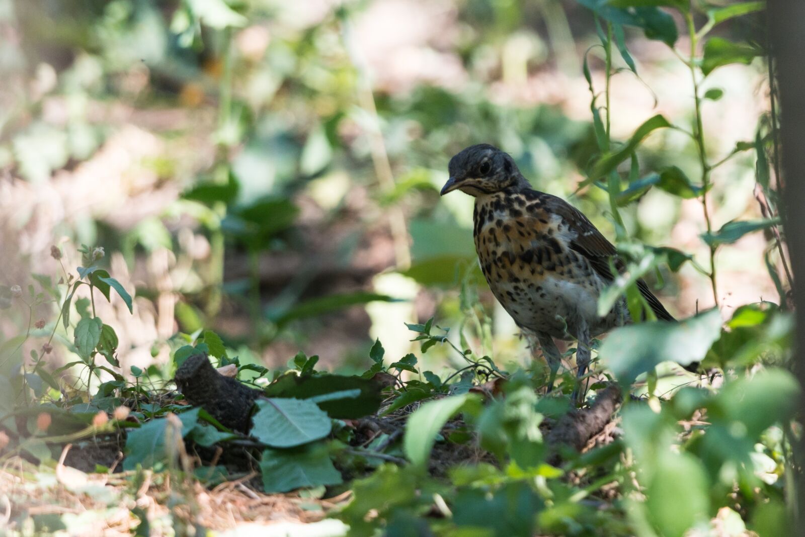 Nikon D800 sample photo. Bird, nature, animal photography