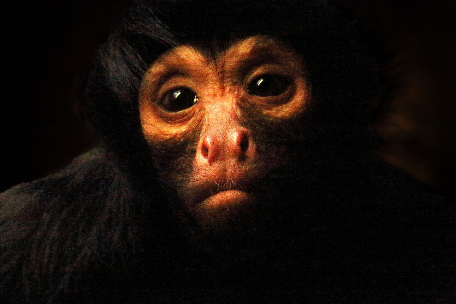 Canon EOS 70D sample photo. Ape, captivity, gorilla, monkey photography