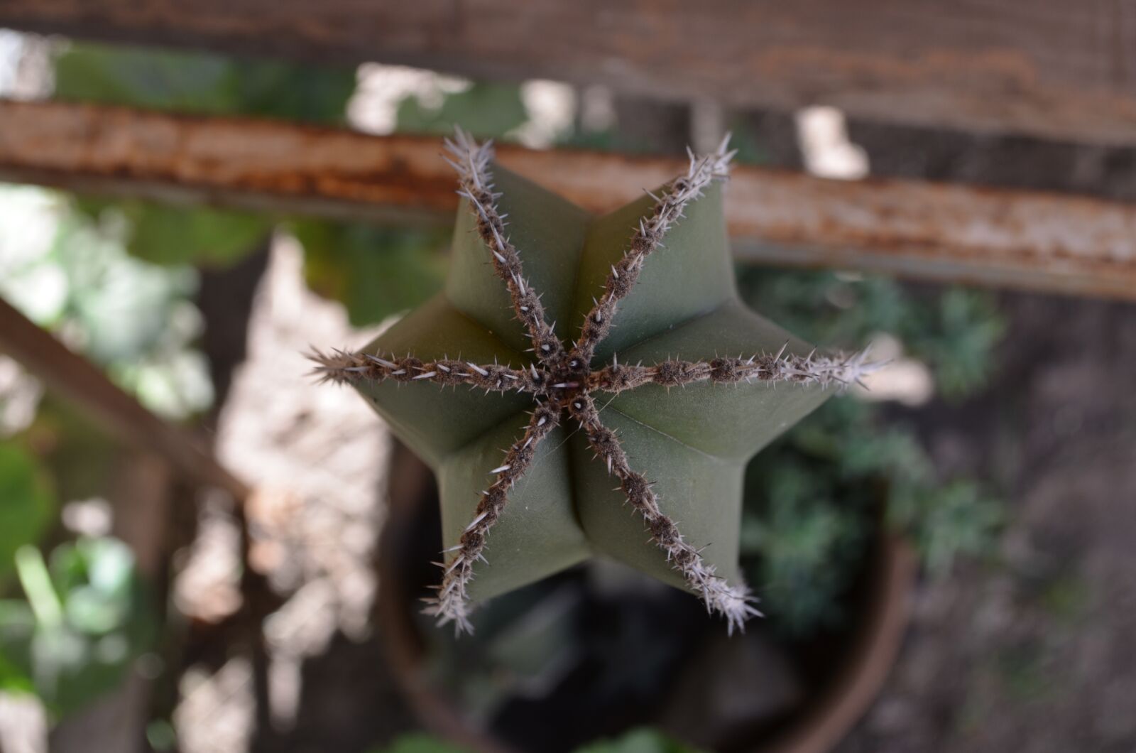 Nikon D5100 sample photo. Cactus, thorns, spina photography