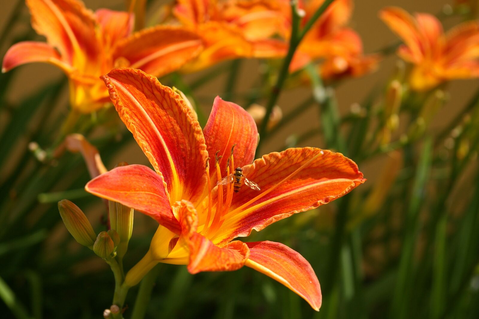 Pentax *ist DL2 sample photo. Daylily, blossom, bloom photography