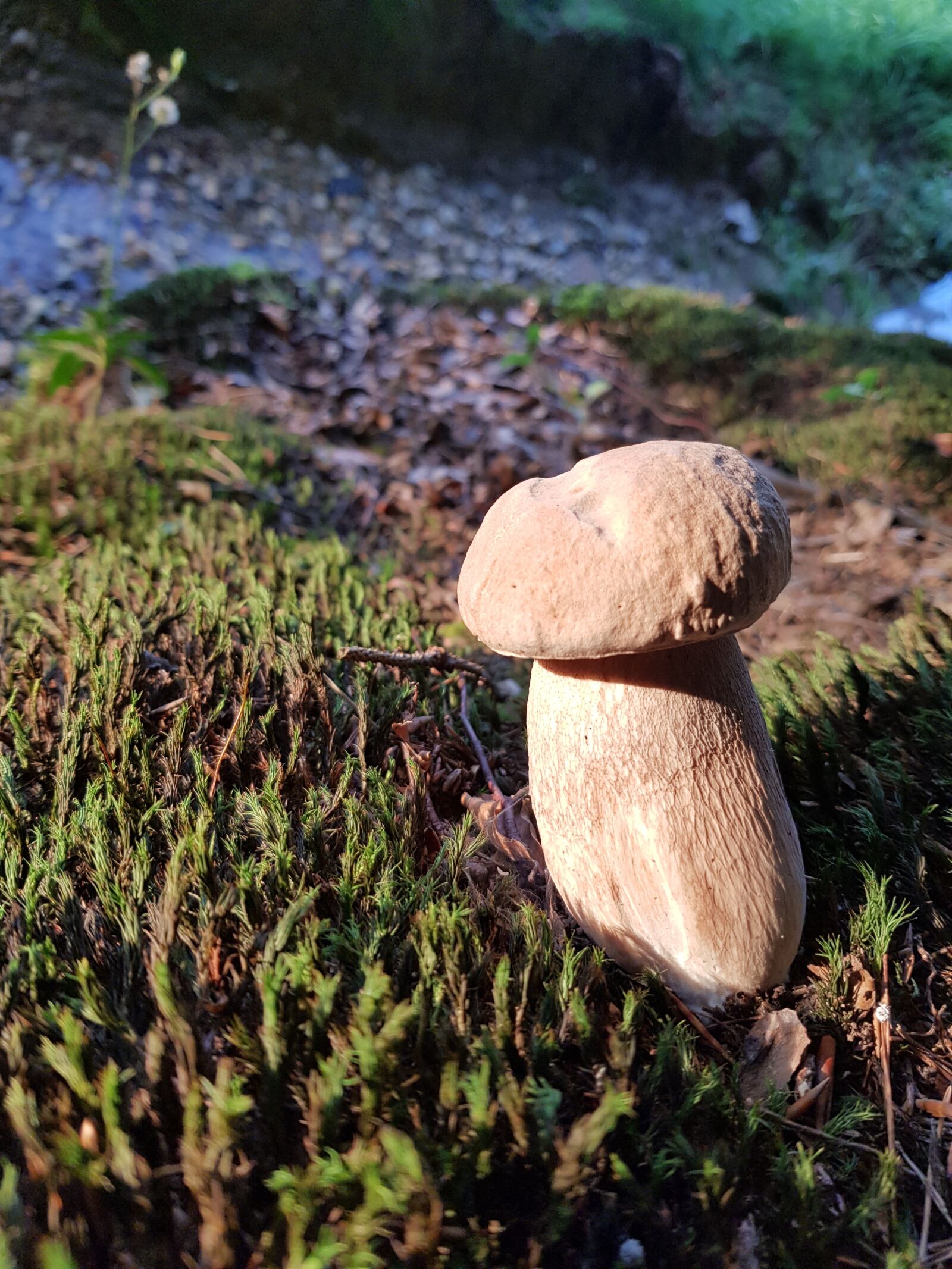 Samsung Galaxy S8 sample photo. Mushroom, nature, woods photography