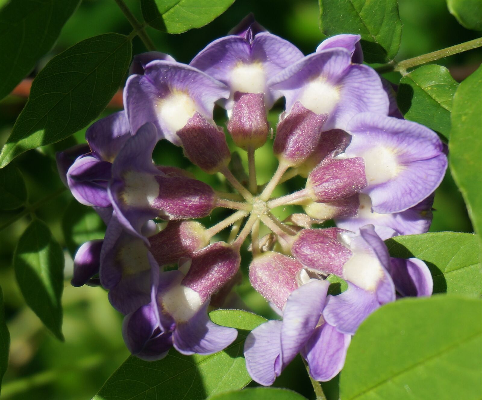 Sony Alpha NEX-5T sample photo. Wisteria, top-down, plants photography