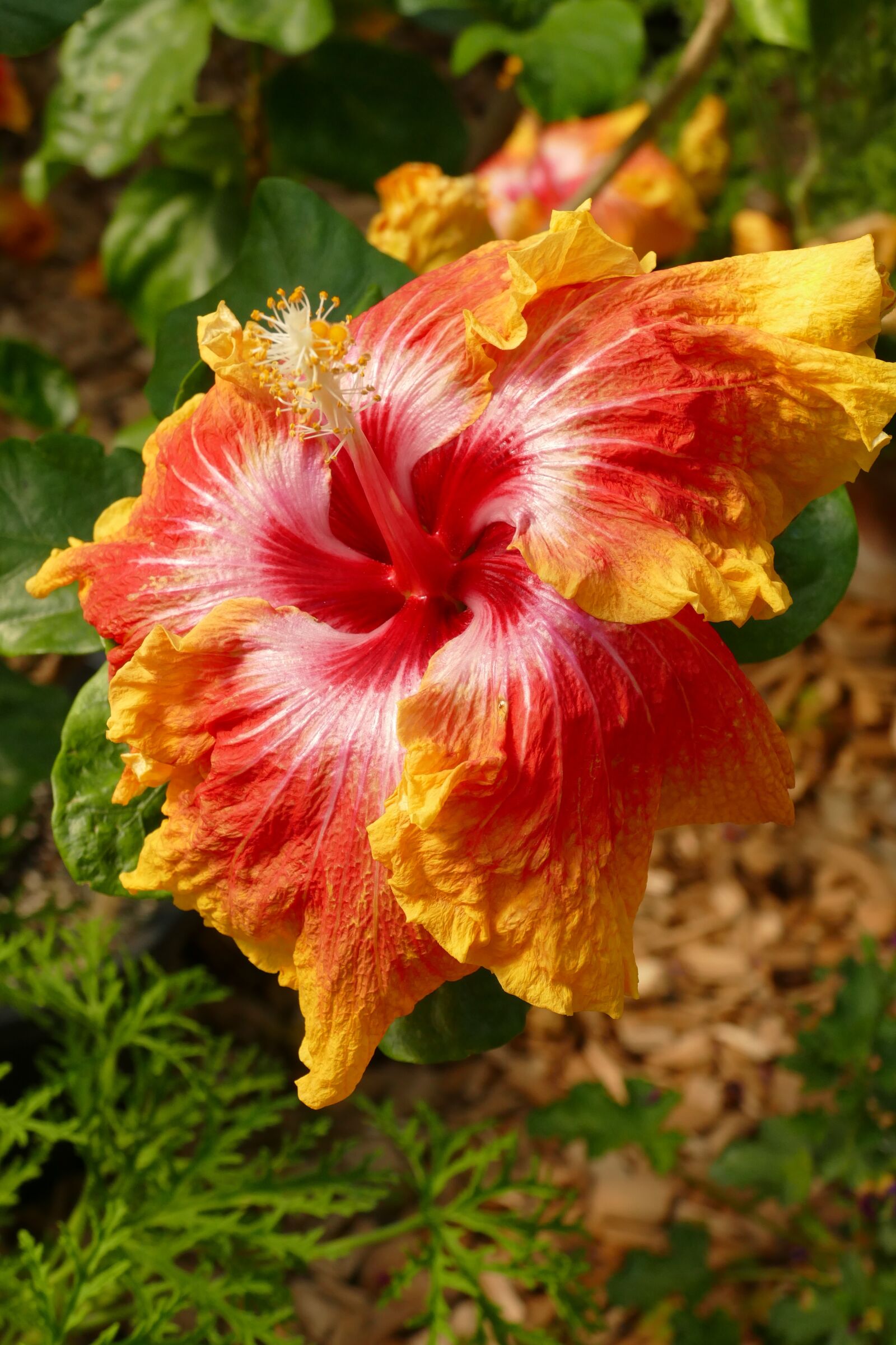 Panasonic Lumix DMC-FZ1000 sample photo. Hibiscus, pestle, stamen photography