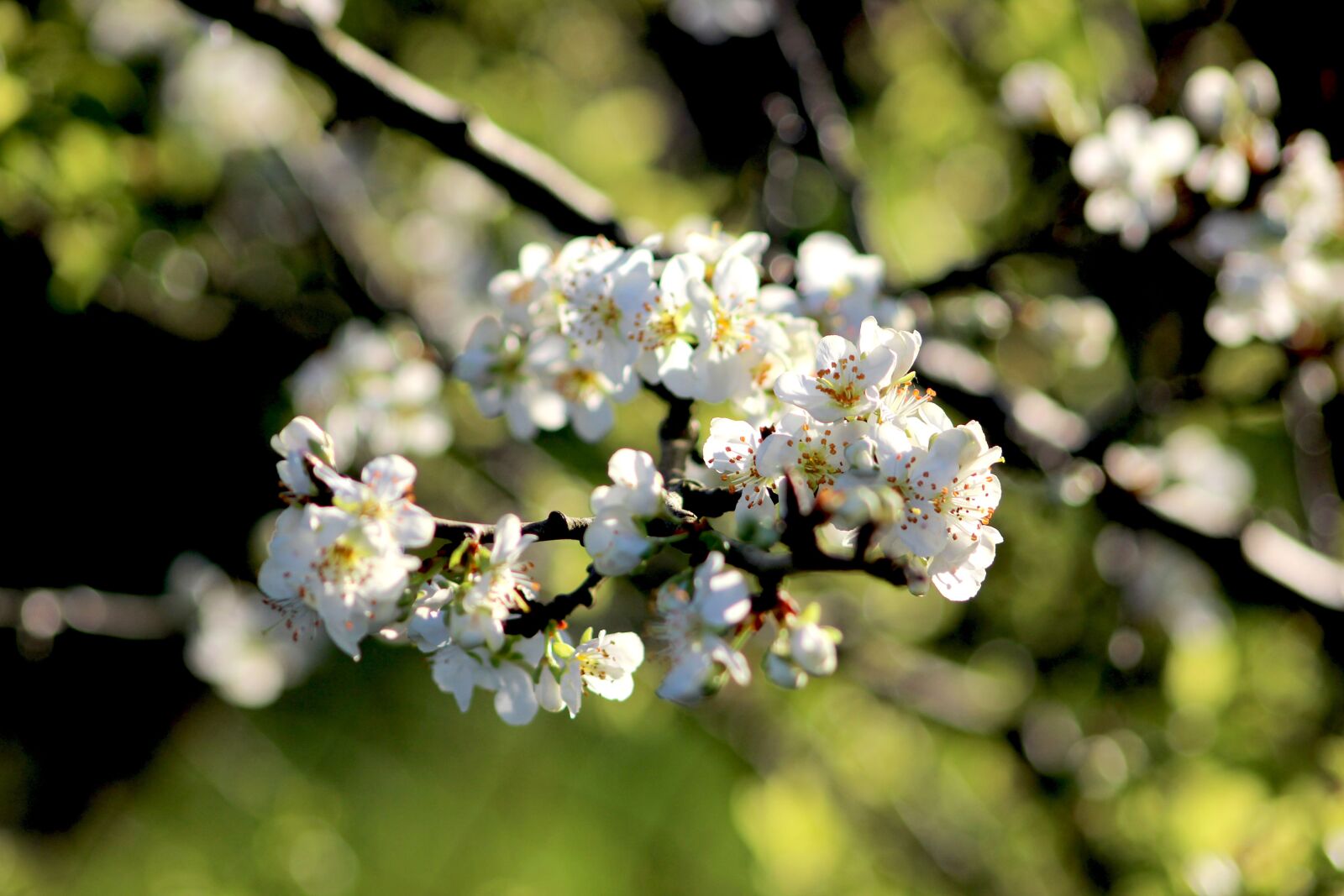 Canon EOS 600D (Rebel EOS T3i / EOS Kiss X5) sample photo. Spring, flowers, nature photography