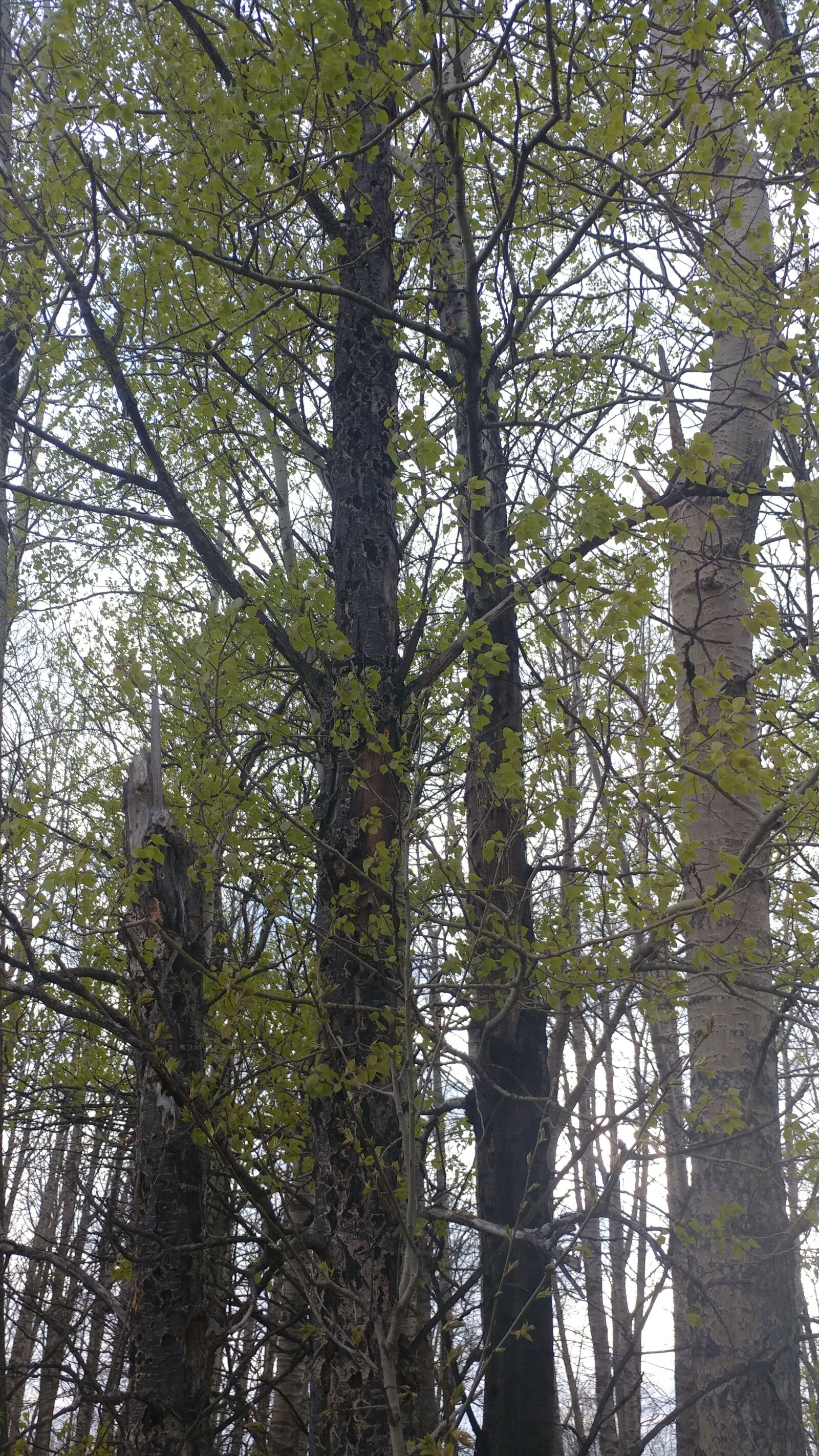 LG V20 sample photo. Spring, tree, forest photography