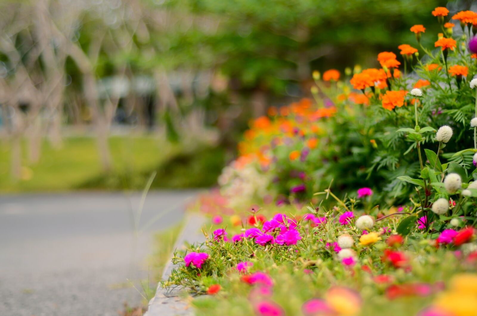 Nikon D7000 sample photo. Beautiful, flower, garden photography
