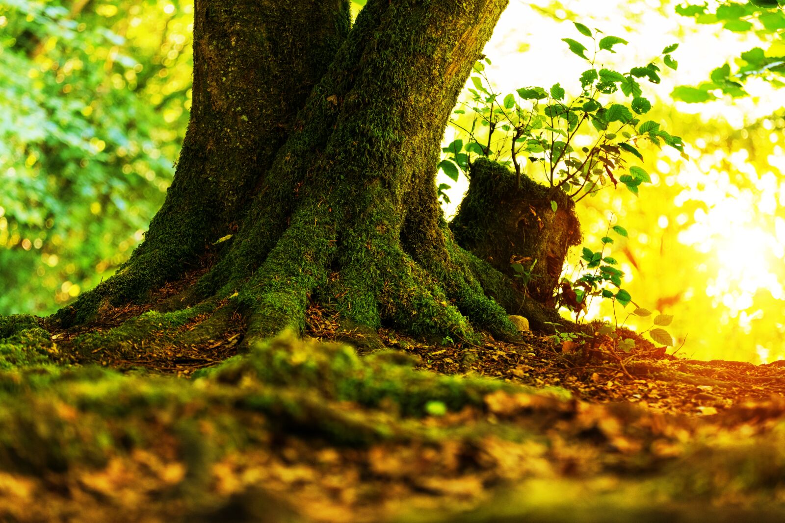 Fujifilm X-T2 + Fujifilm XF 55-200mm F3.5-4.8 R LM OIS sample photo. Log, tree, tribe photography