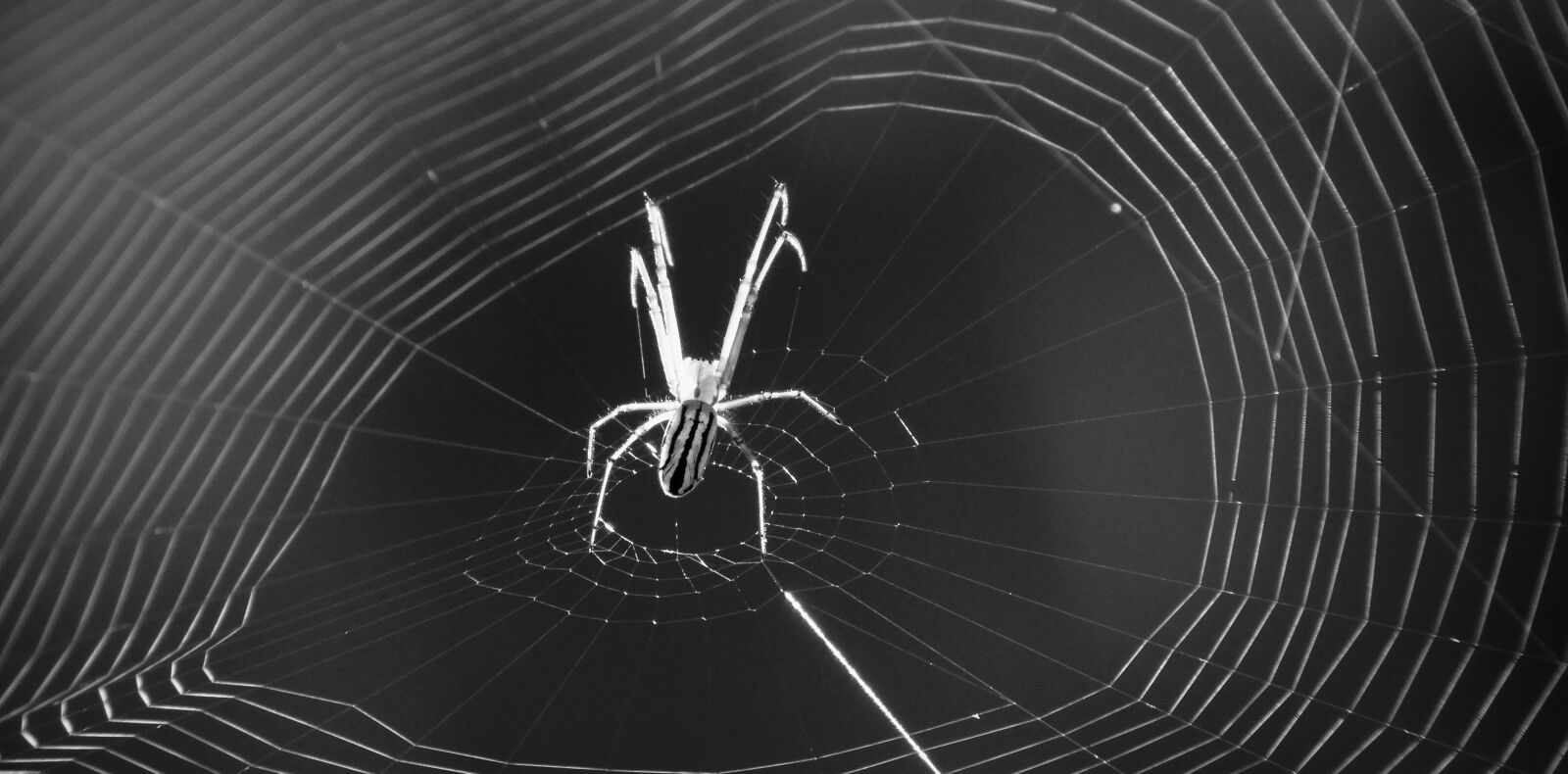 Nikon Coolpix B700 sample photo. Macro, insect, arachnid photography