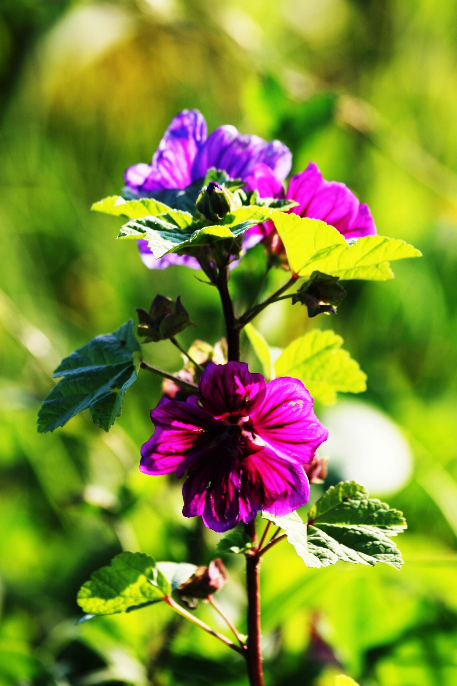 Canon EOS 30D sample photo. Flower, blossom, bloom photography