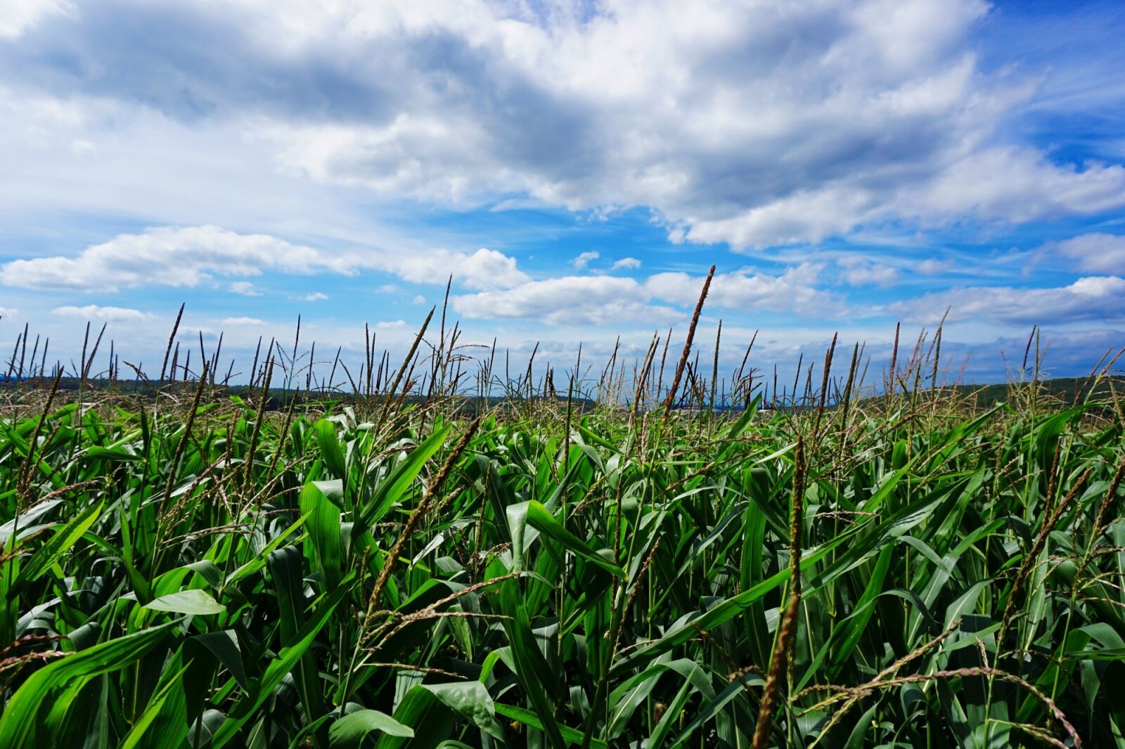 Sony a6000 sample photo. Corn, unfortunately bach, clouds photography