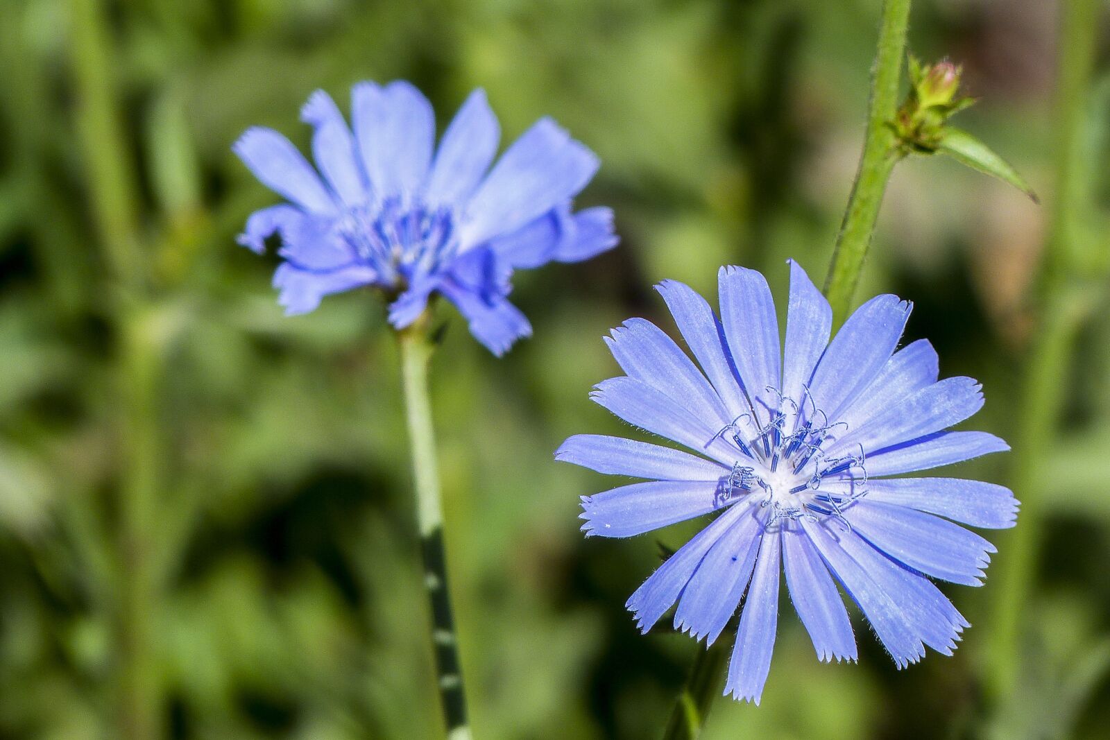 Panasonic Lumix DMC-FZ200 sample photo. Wild flower, blue, tiny photography